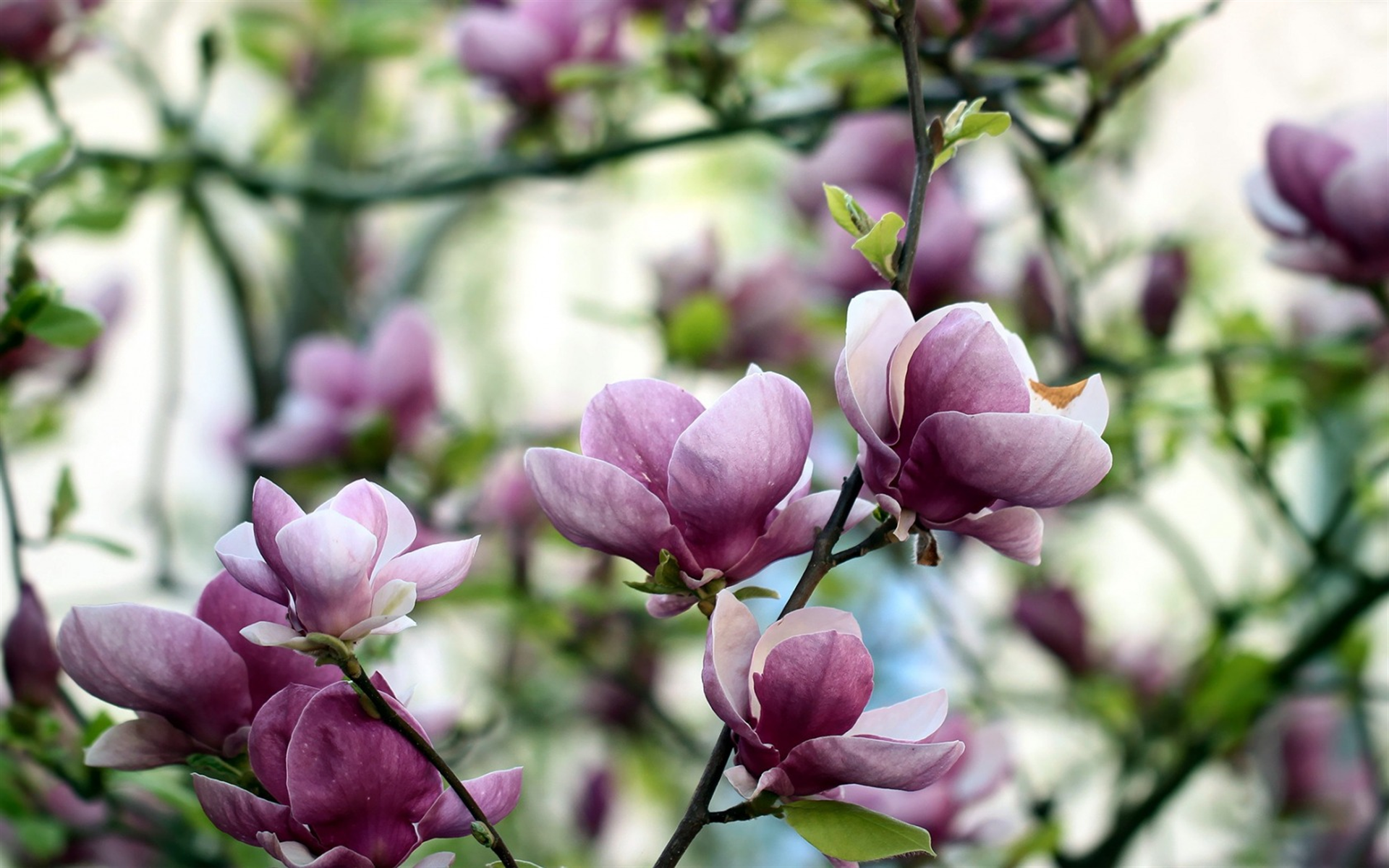 Magnolia, Spring Pink Flowers, Bloom, Spring, Garden, - Fond D Écran Magnolia - HD Wallpaper 