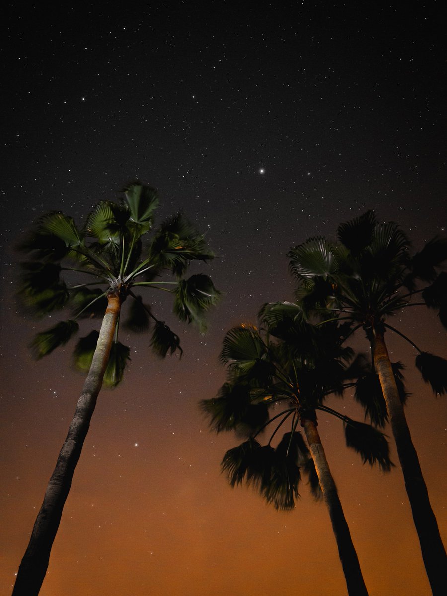 Coconut Trees Night Time - HD Wallpaper 