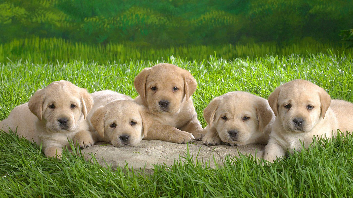 Collective Nouns Litter Of Puppies 1366x768 Wallpaper Teahub Io