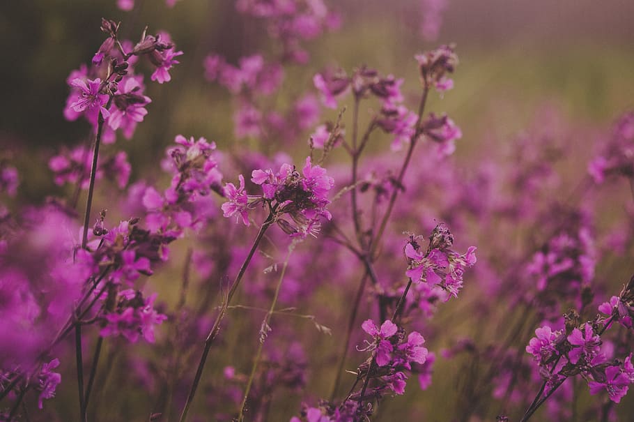 Selective Focus Photography Of Pink Flowers, Agriculture, - HD Wallpaper 