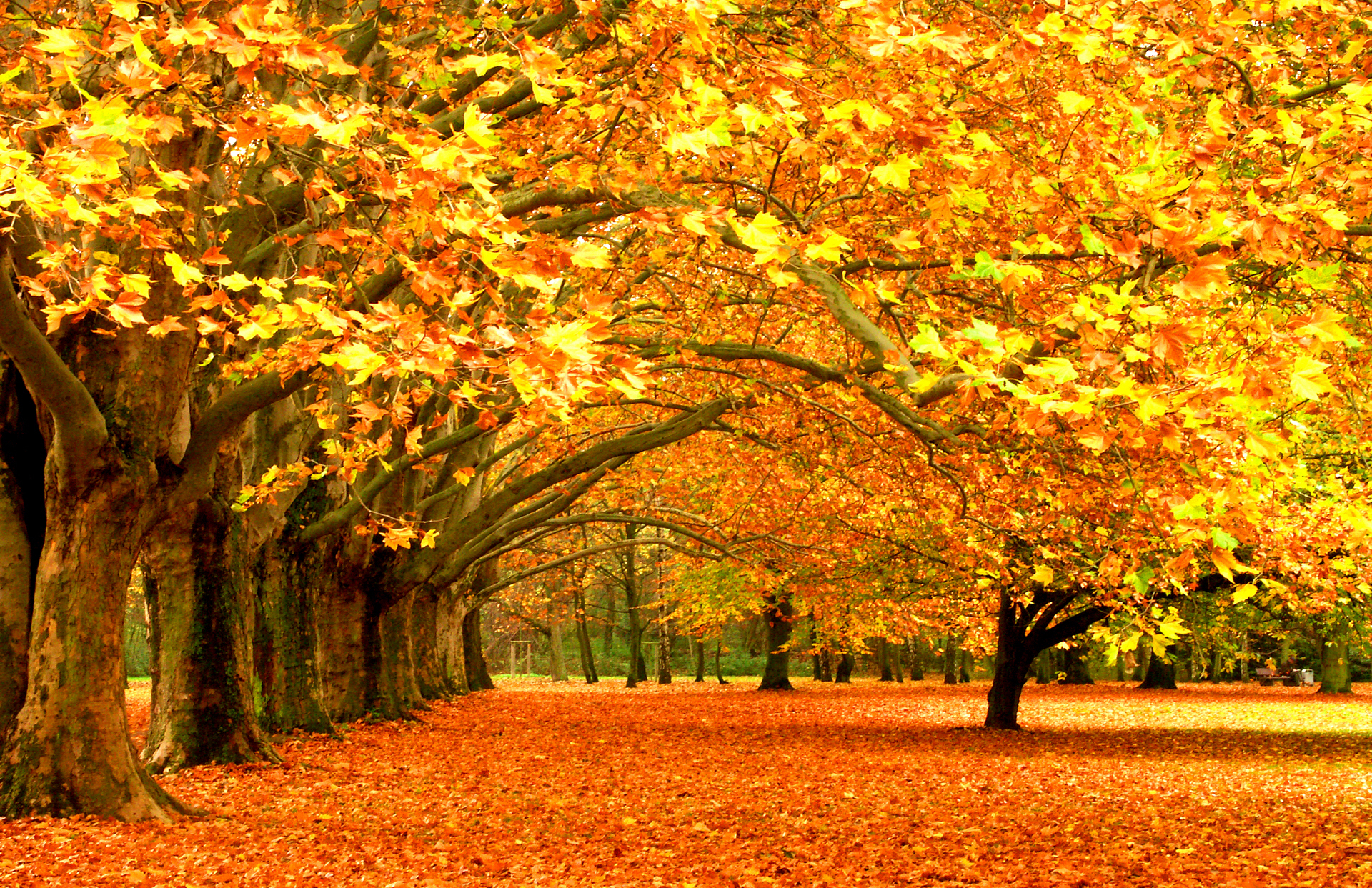 Beautiful Autumn Forest Wallpaper Pc Wallpaper - Background Image Autumn - HD Wallpaper 
