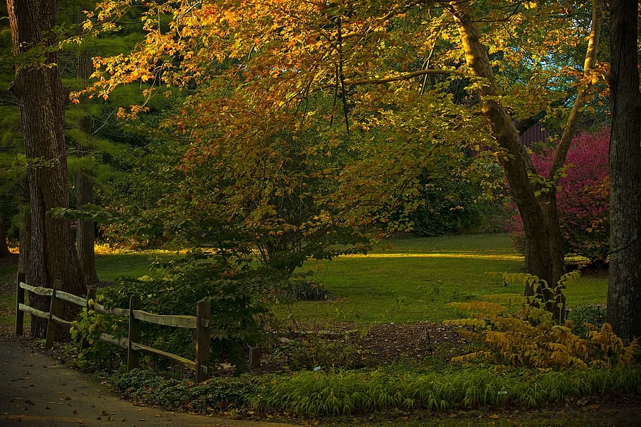 Golden Hour, Fall, Nature, Autumn, Season, Foliage, - HD Wallpaper 