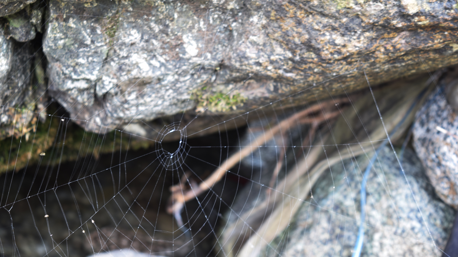 Spider Web - HD Wallpaper 