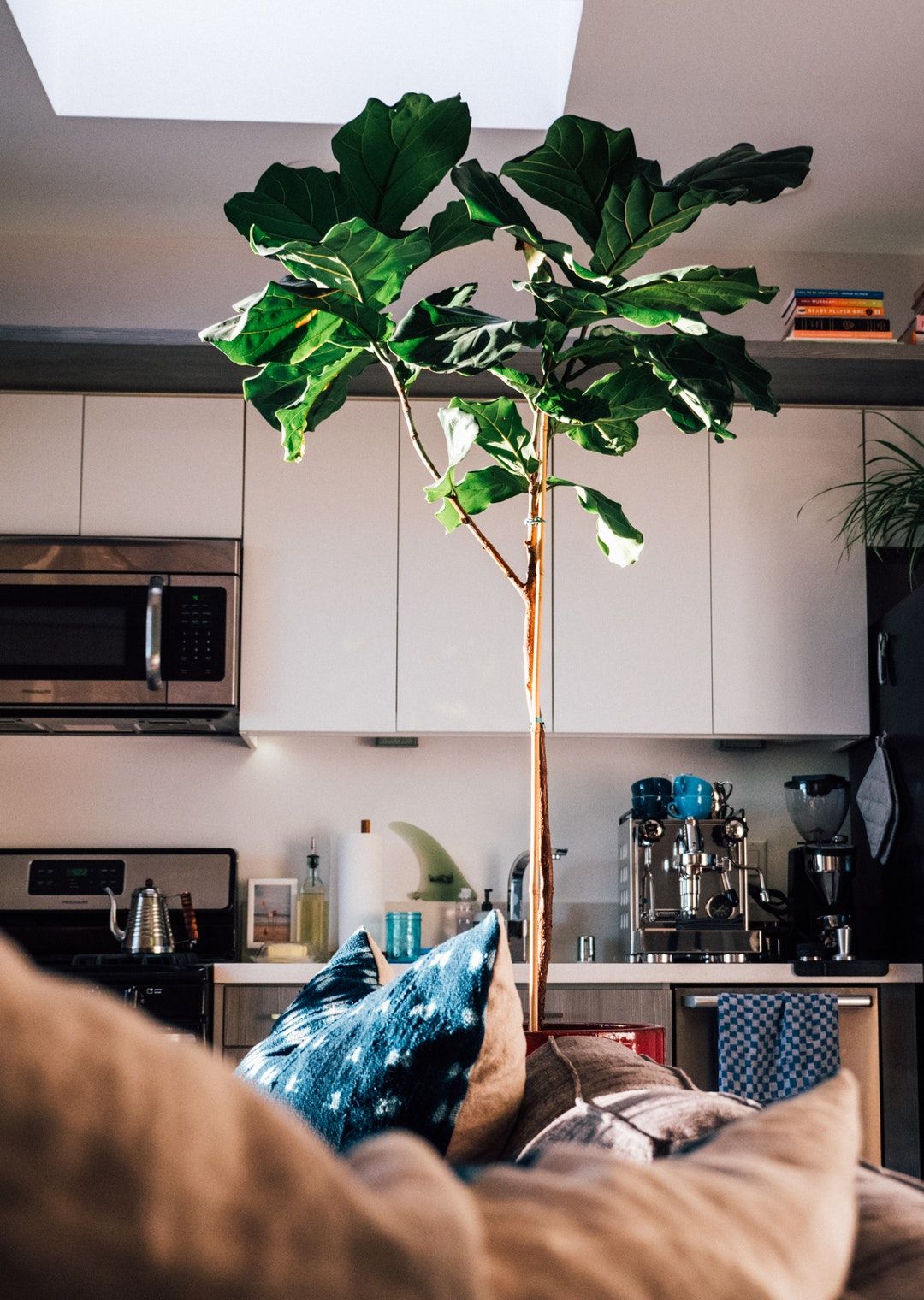 Fiddle-leaf Fig - HD Wallpaper 
