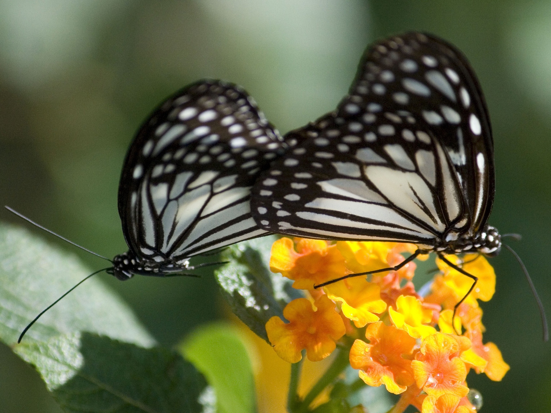 Beautiful Couple Wallpaper Pictures - Brush-footed Butterfly - HD Wallpaper 