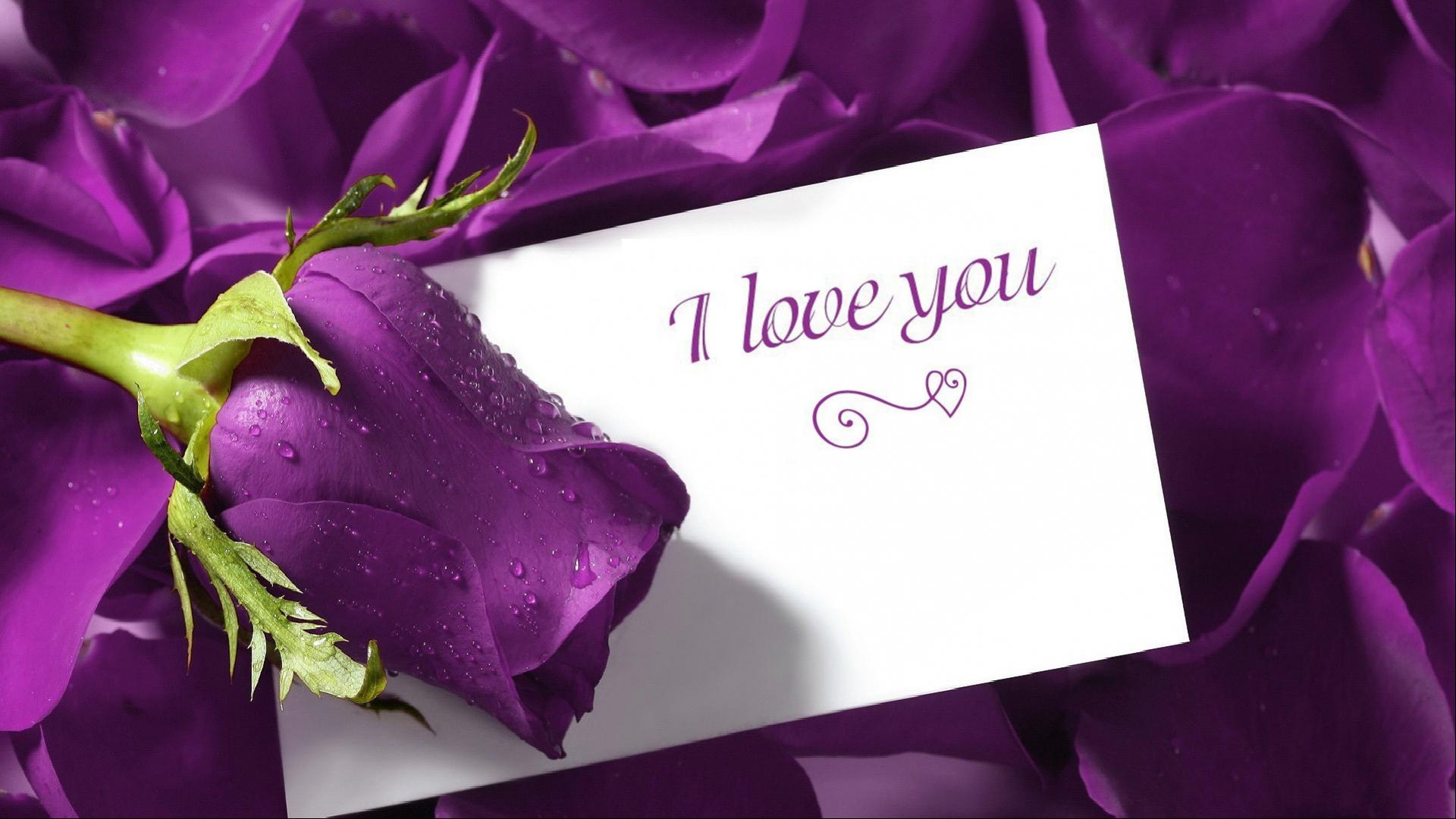 Romantic Love Purple Roses - HD Wallpaper 