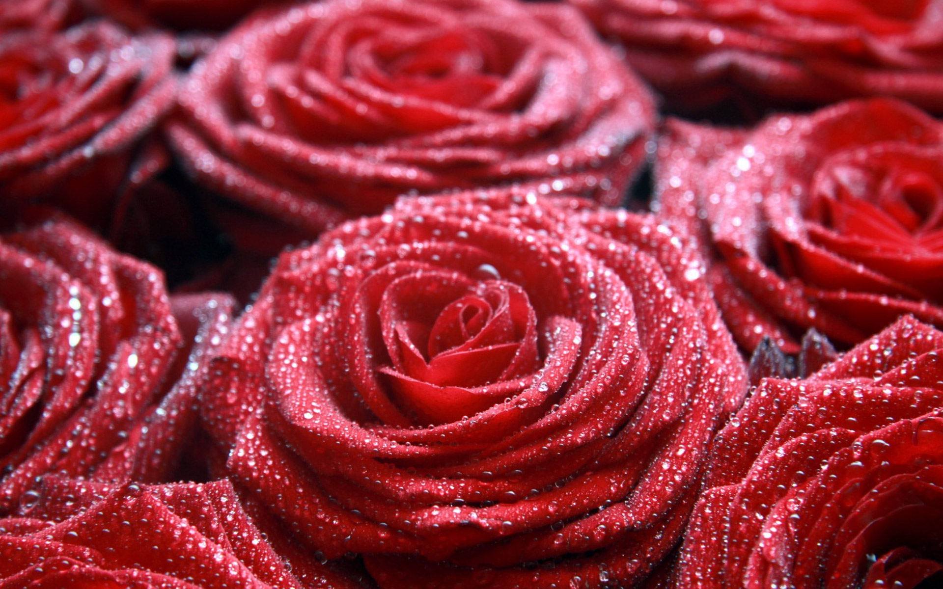 Free Beautiful Romantic Roses, Computer Desktop Wallpapers, - Beautiful Romantic - HD Wallpaper 