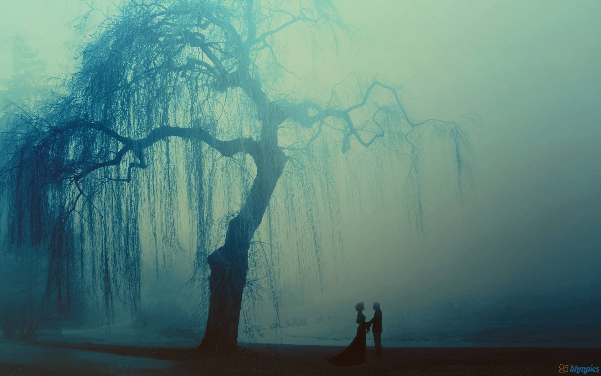 Mysterious Weeping Willow Tree - HD Wallpaper 