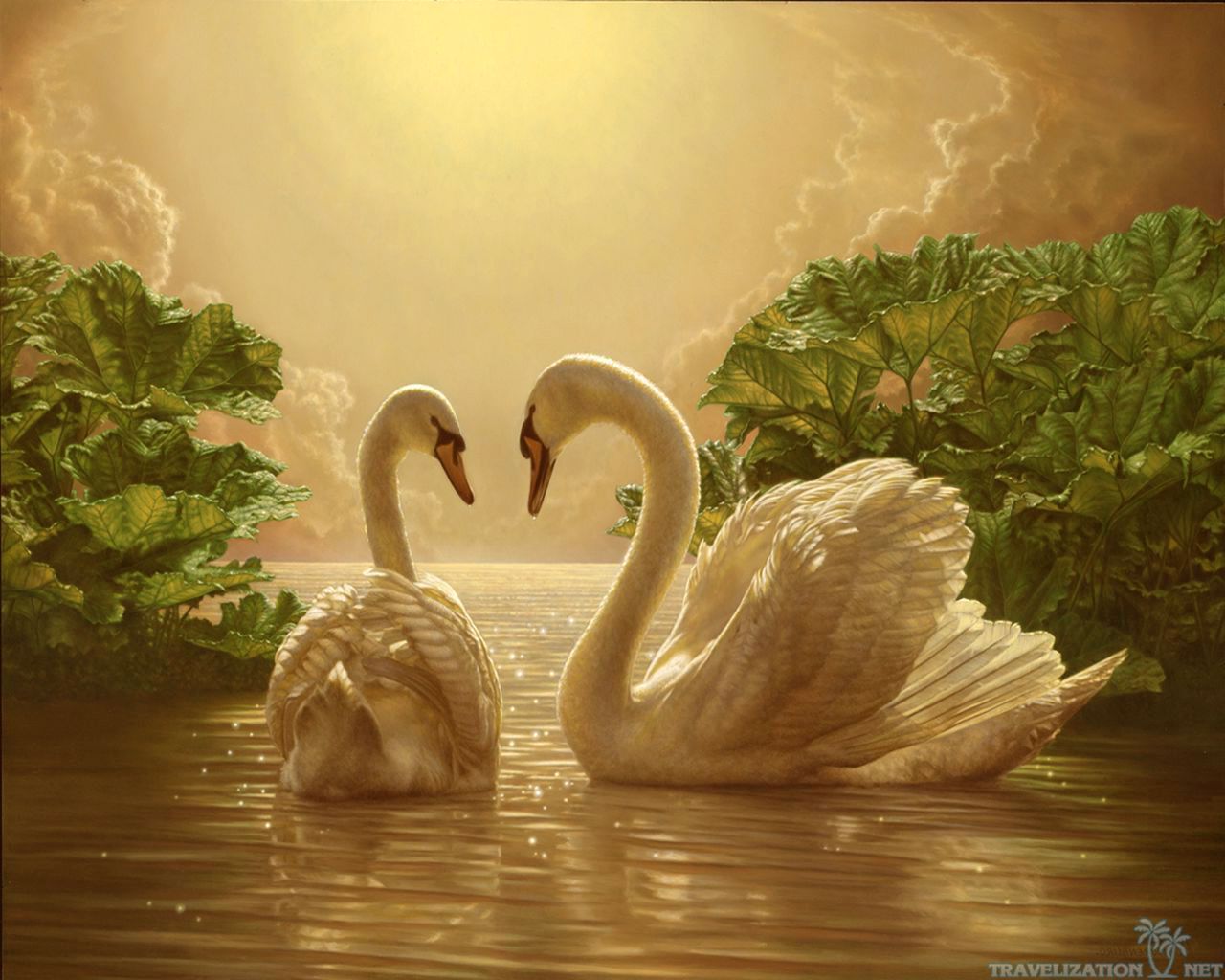 Swan Wallpaper Hd - HD Wallpaper 