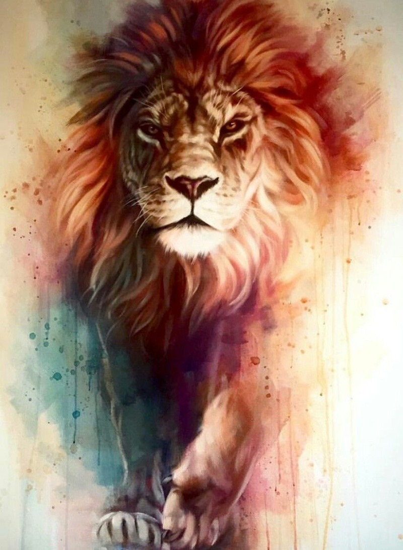 Lion Hd - HD Wallpaper 