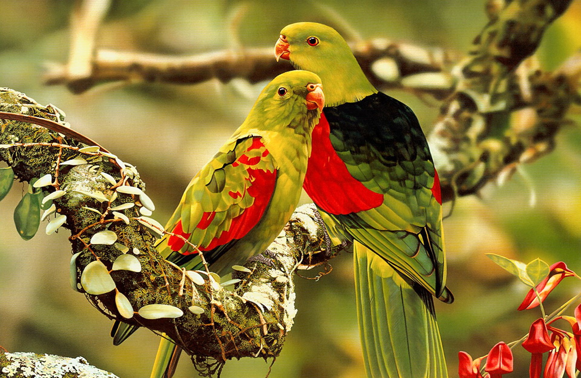 Parrot - HD Wallpaper 