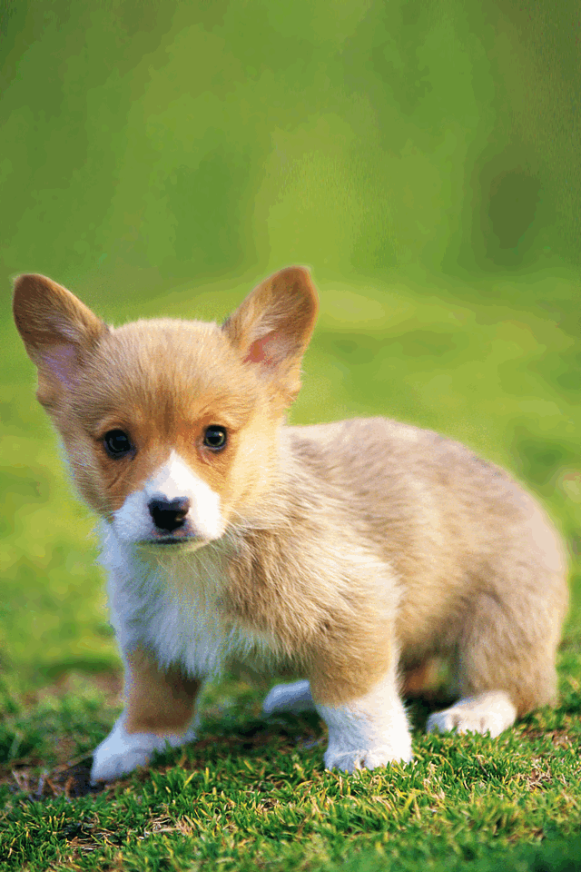 Puppy - HD Wallpaper 
