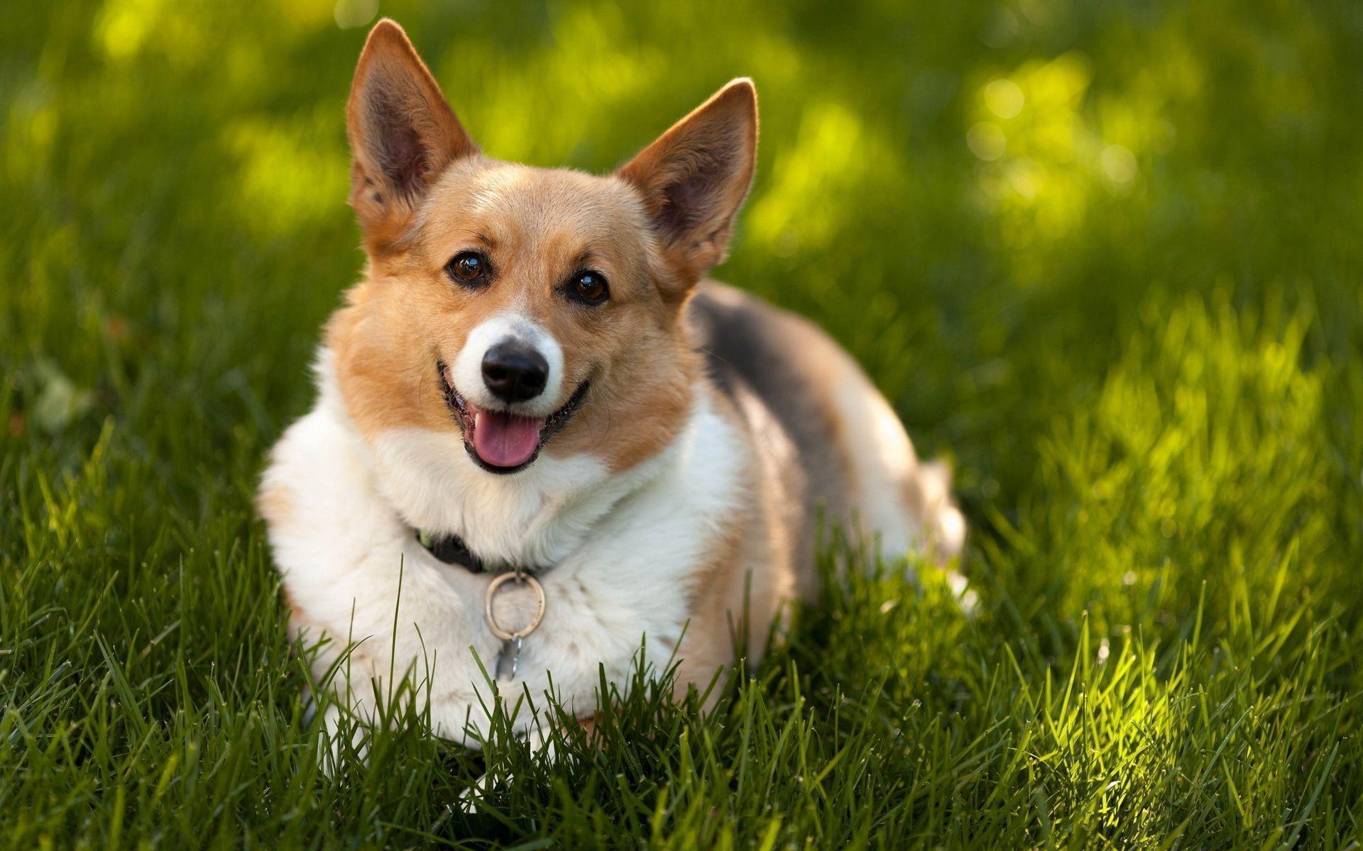Happy Corgi Wallpaper - Corgi Hd - HD Wallpaper 