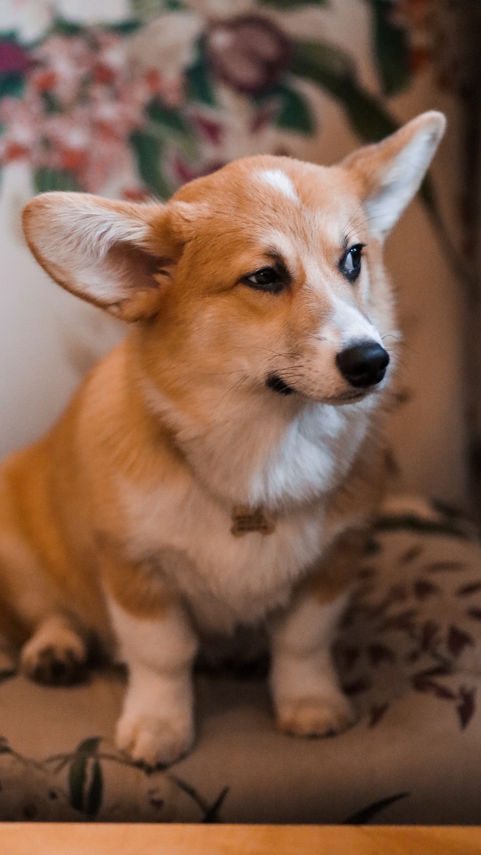 Wallpaper Welsh Corgi, Dog, Brown, White, Pet - Welsh Corgi - HD Wallpaper 