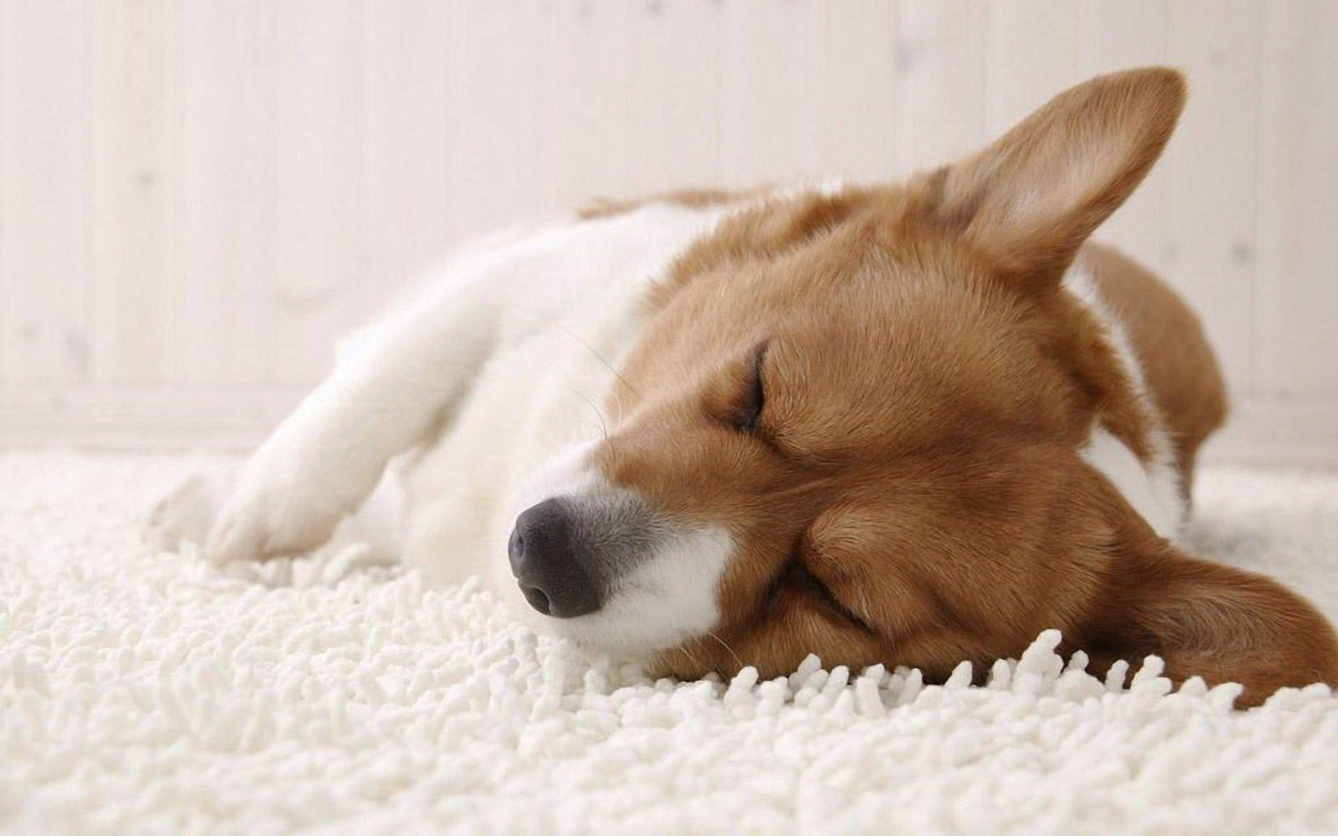 Corgi Wallpaper For Laptop - HD Wallpaper 