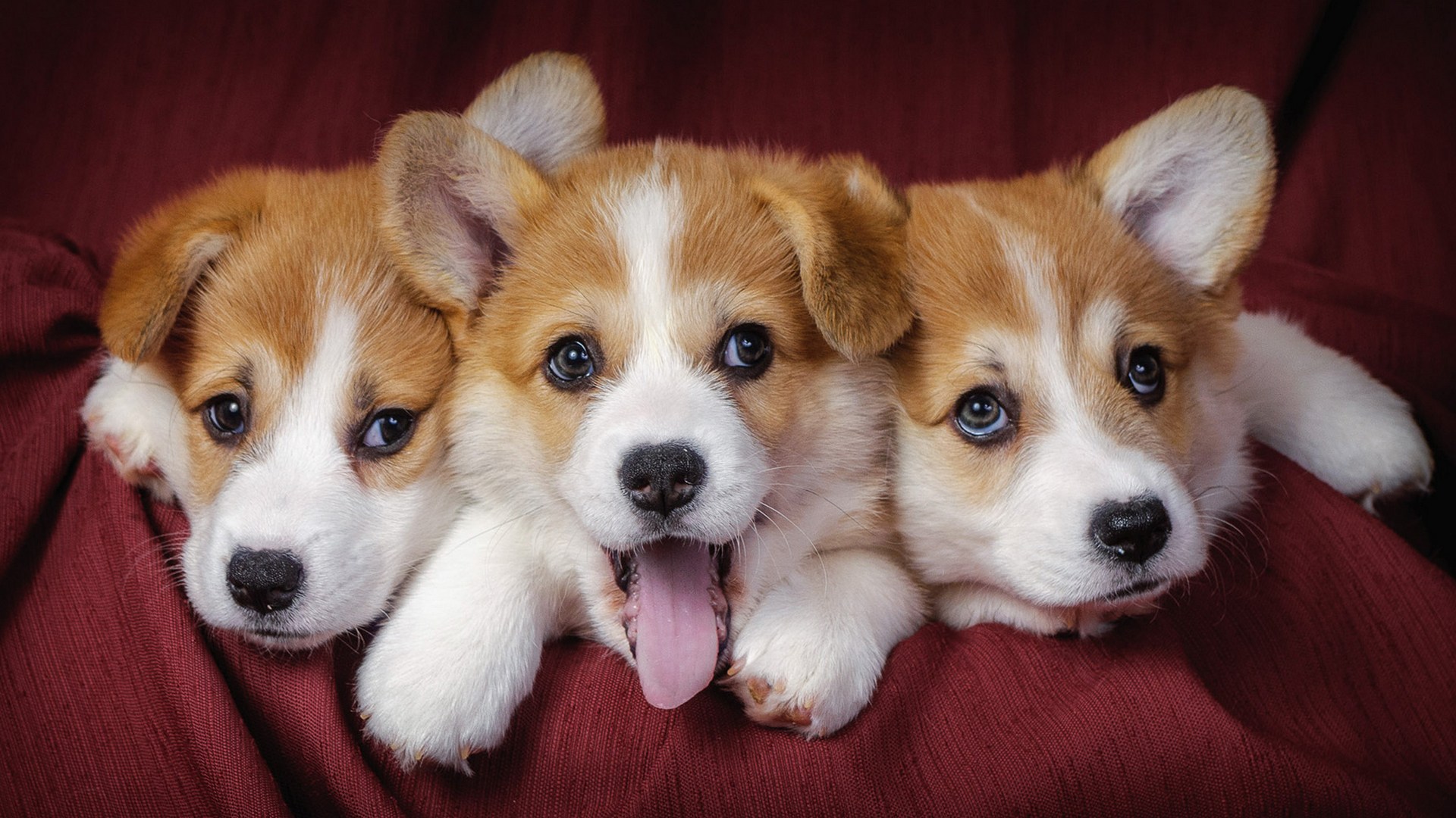 Cute Puppy Backgrounds - HD Wallpaper 