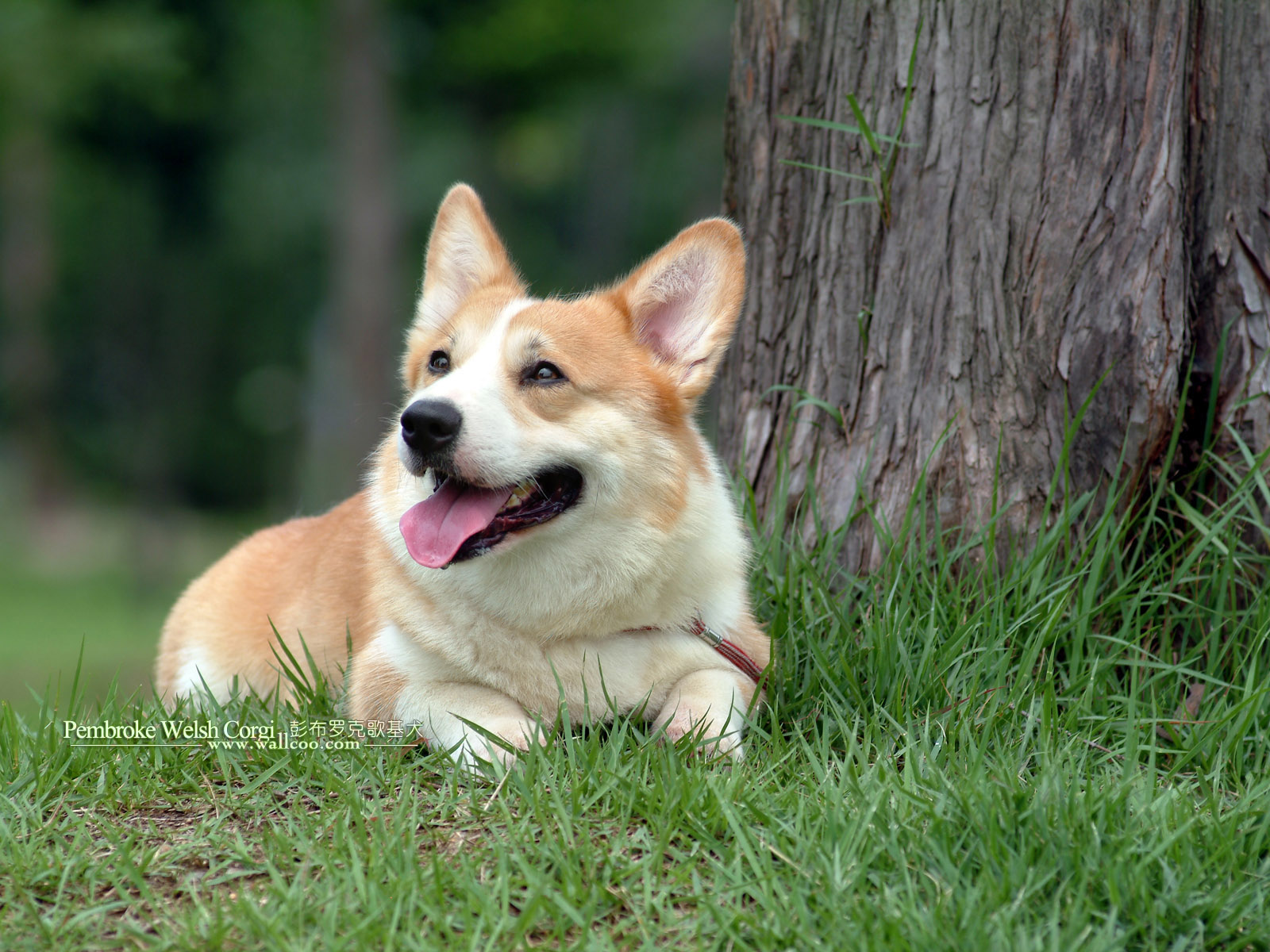 Corgis Wallpaper 720 - HD Wallpaper 