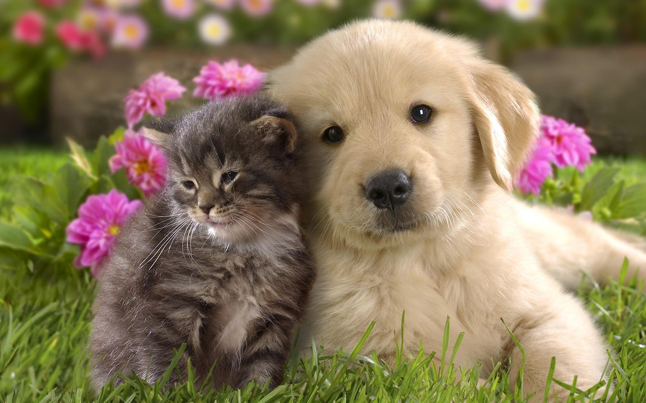 Puppies, Hdq Picture, Emmanouil Kerbler - Golden Retriever Cute Puppies - HD Wallpaper 