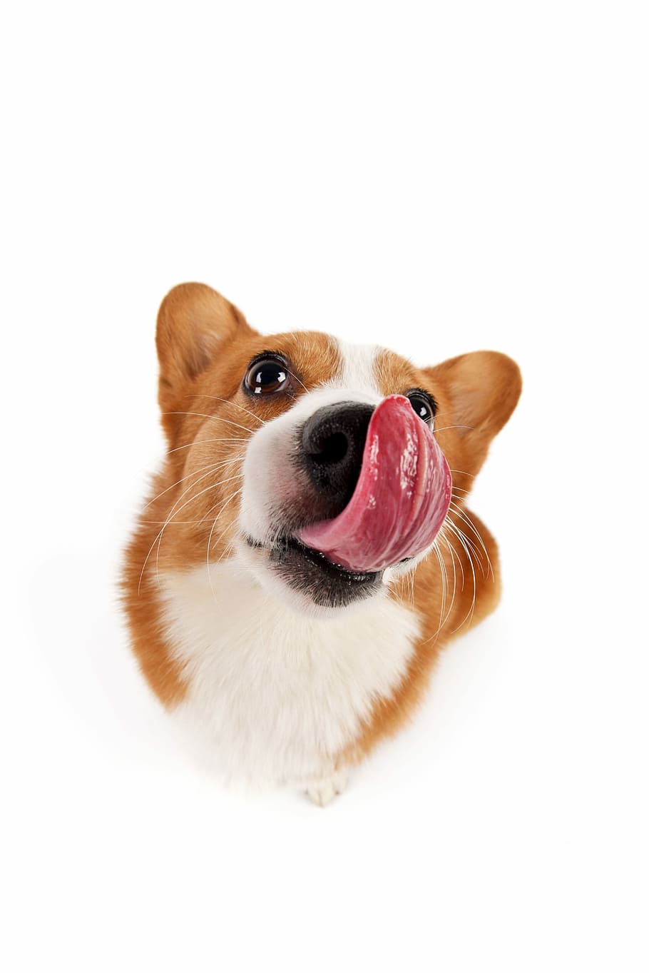 Adult White And Brown Pembroke Welsh Corgi Close-up - Dog - HD Wallpaper 