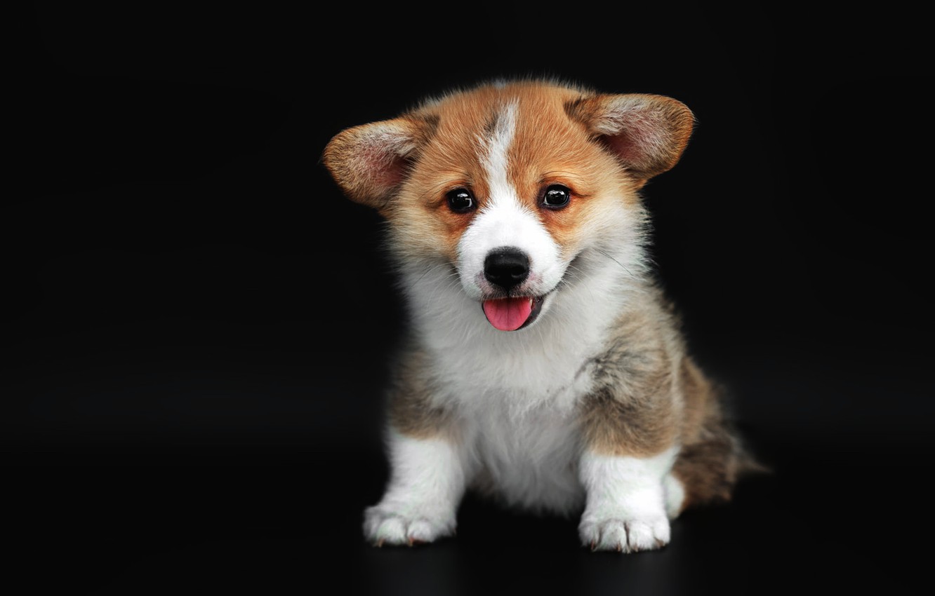 Photo Wallpaper Language, Pose, Dog, Cute, Puppy, Black - Cute Dog Black Background - 1332x850 Wallpaper Photo Wallpaper Language, Pose, Dog, Cute, Puppy, Black - Cute Dog Black Background - 1332x850 Wallpaper