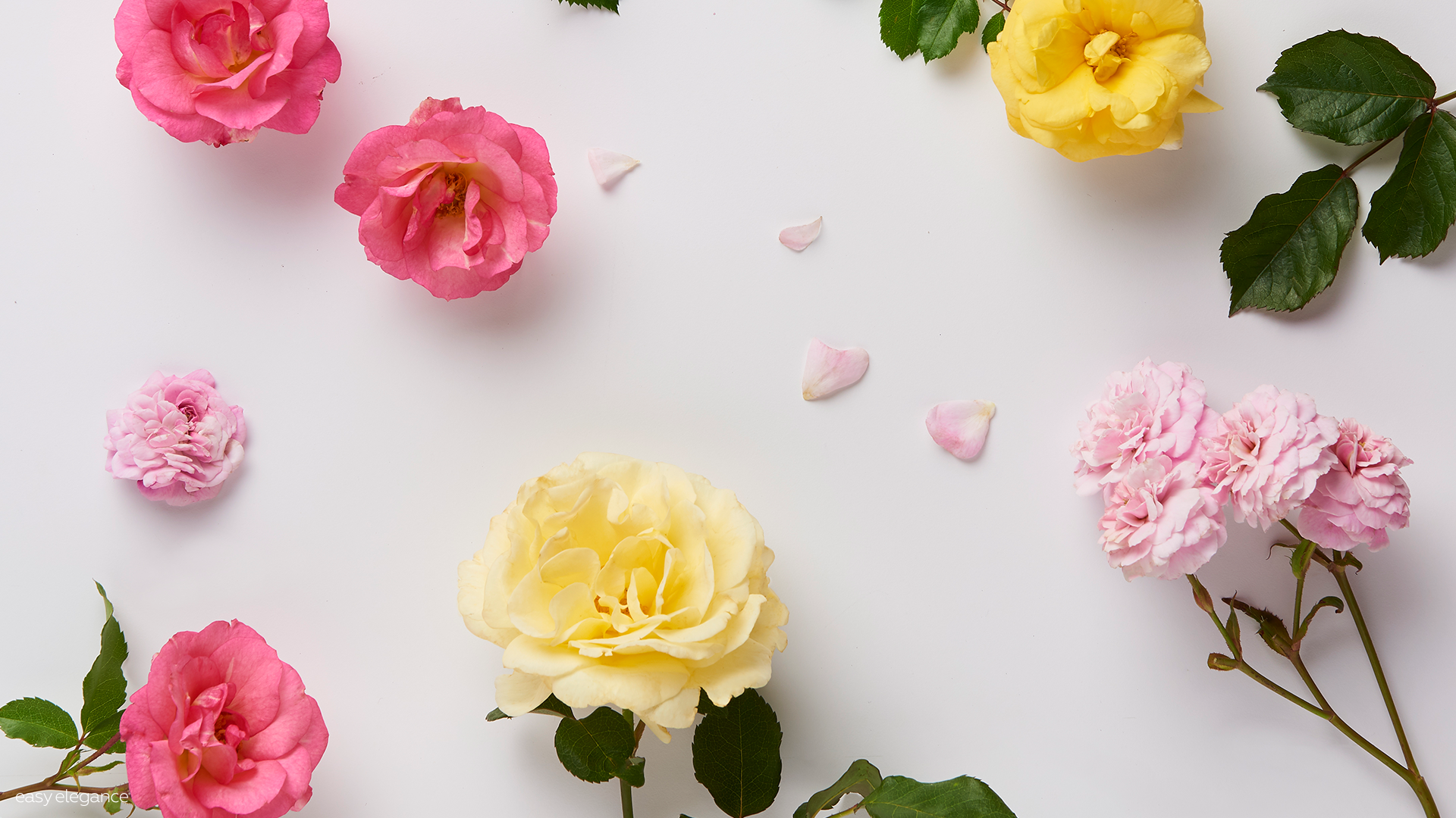 Garden Roses - HD Wallpaper 