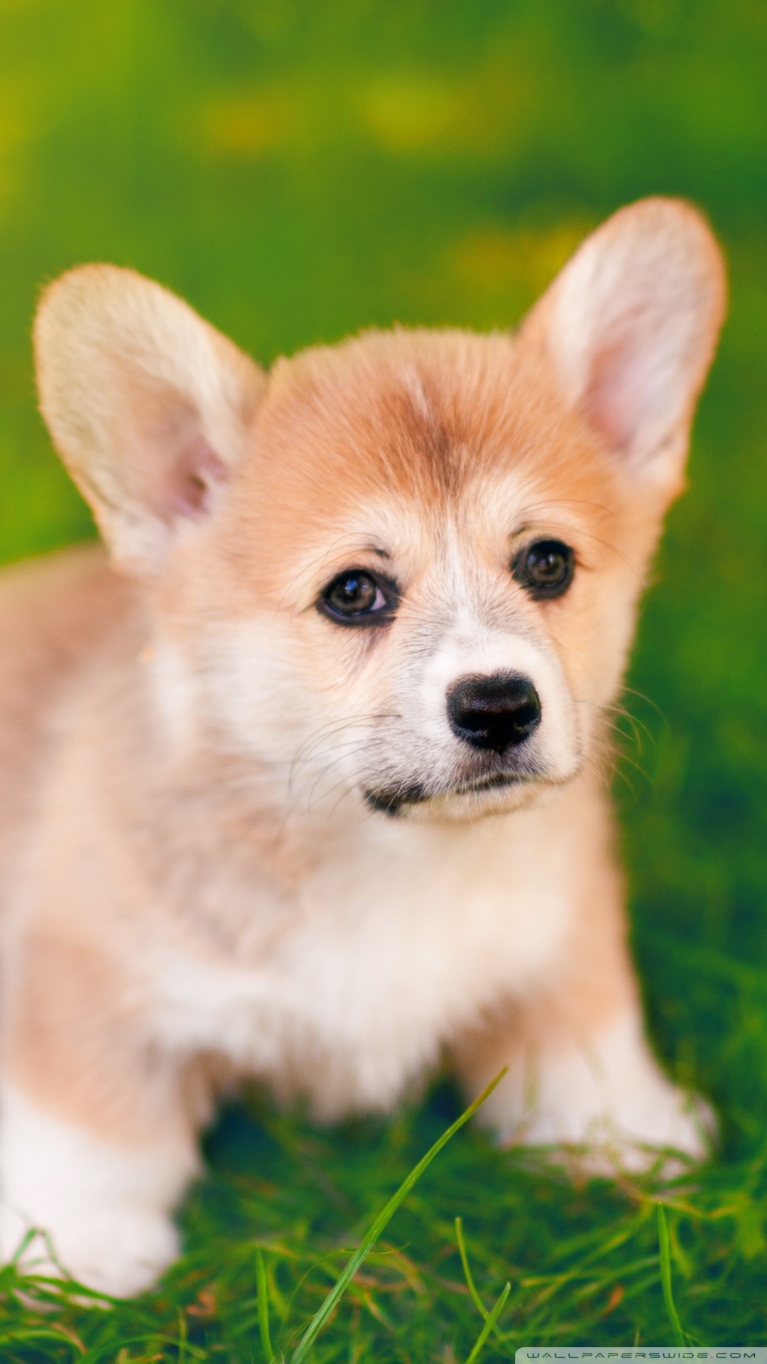 Cute Puppy Cute Pembroke Welsh Corgi - HD Wallpaper 