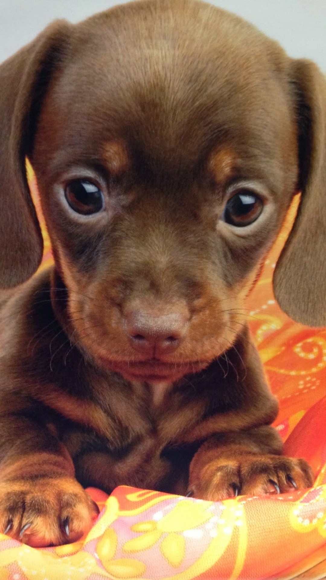 Iphone 8 Wallpaper Pictures Of Puppies Resolution - Love Cuteness Cute Puppies - HD Wallpaper 