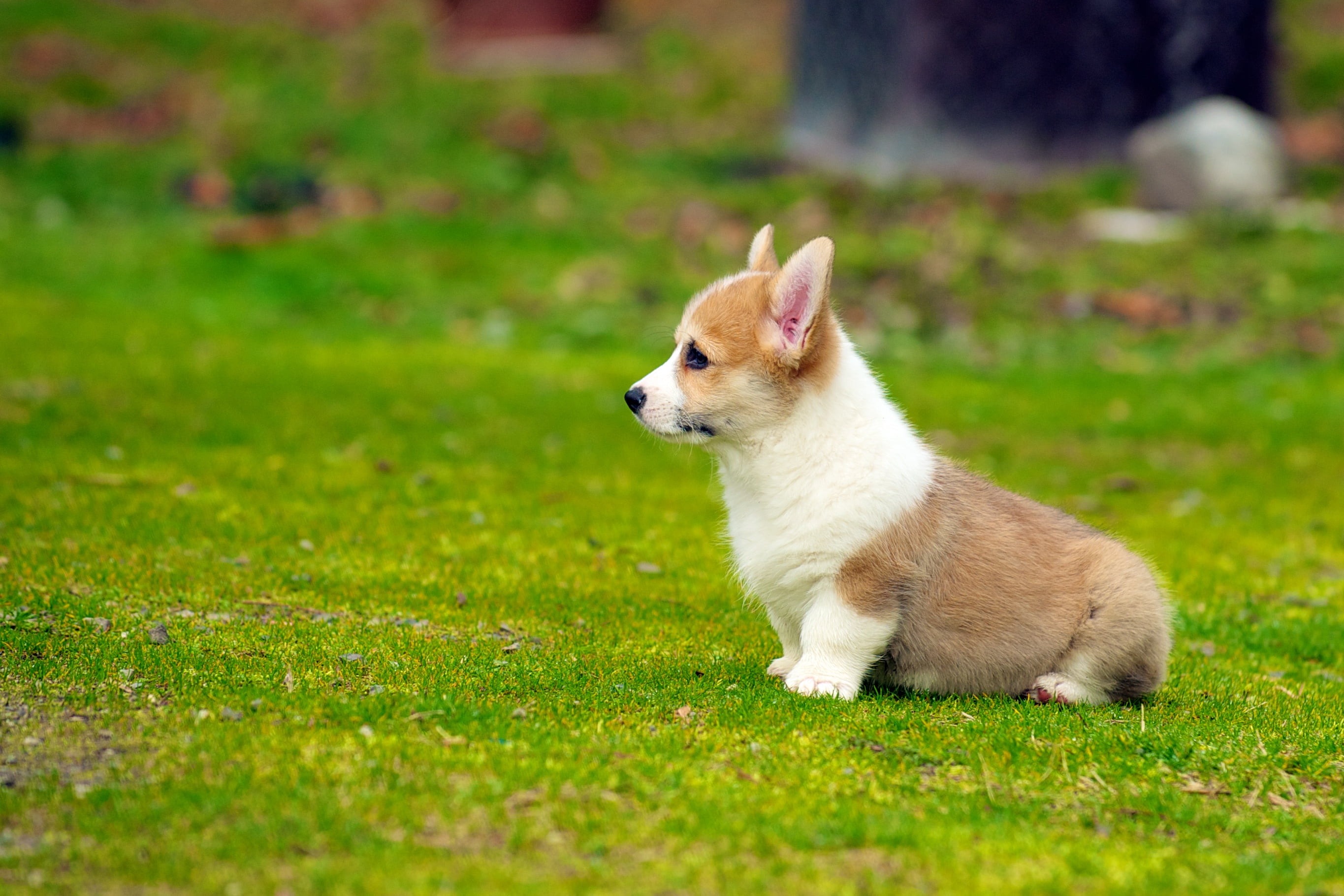 Puppy Corgi - HD Wallpaper 