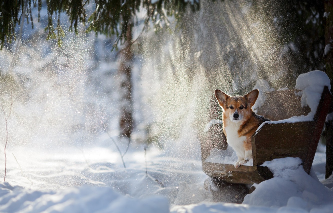 Photo Wallpaper Winter, Rays, Snow, Dog, Doggie, Welsh - Corgi In Snow Background - HD Wallpaper 