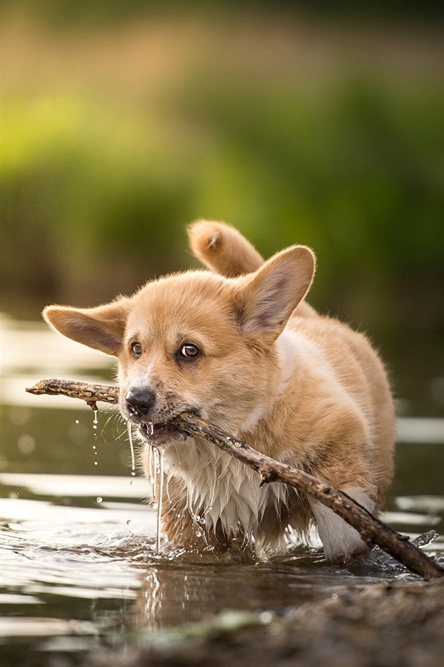Corgi Iphone Background - HD Wallpaper 