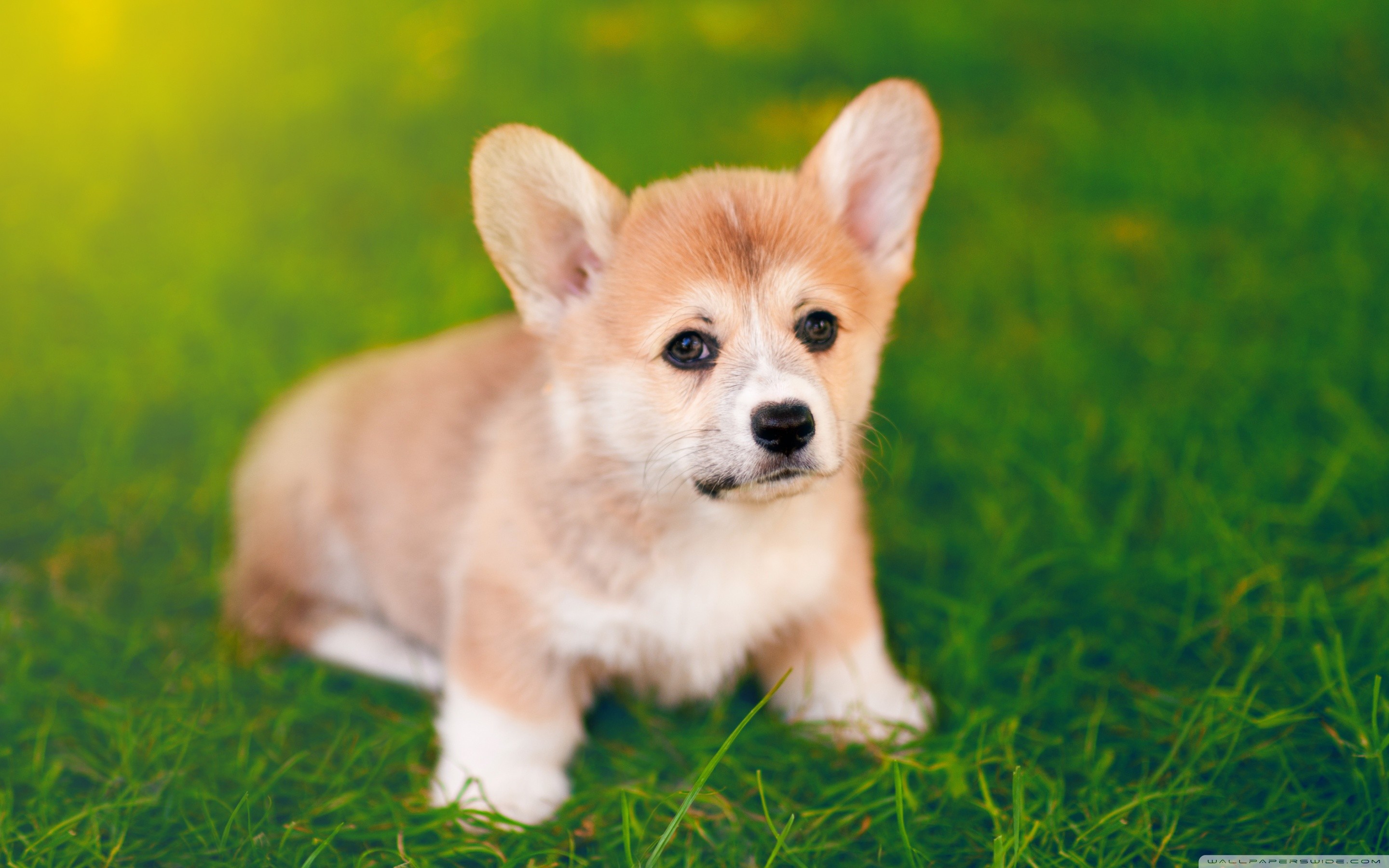 Corgi Wallpaper - HD Wallpaper 