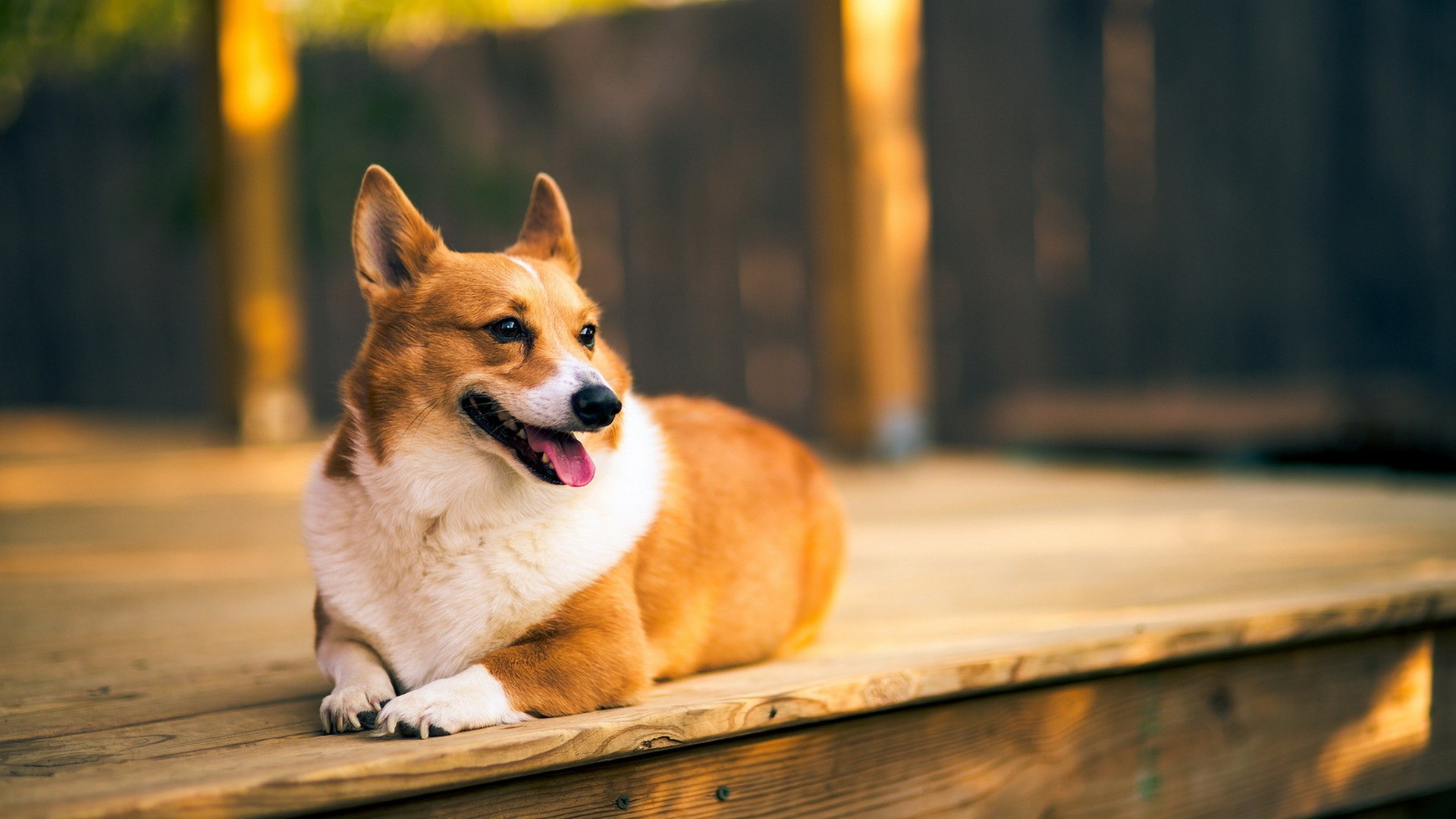 Corgi, Dog, Animals, Wooden Surface Wallpapers Hd / - Dog Wallpaper Hd Corgi - HD Wallpaper 
