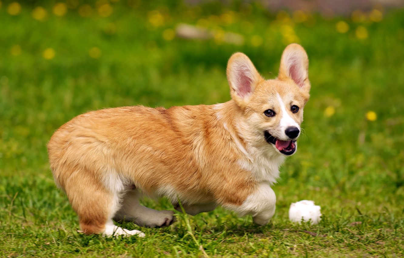 Photo Wallpaper Dog, Dog, Welsh Corgi - Корги Описание - HD Wallpaper 