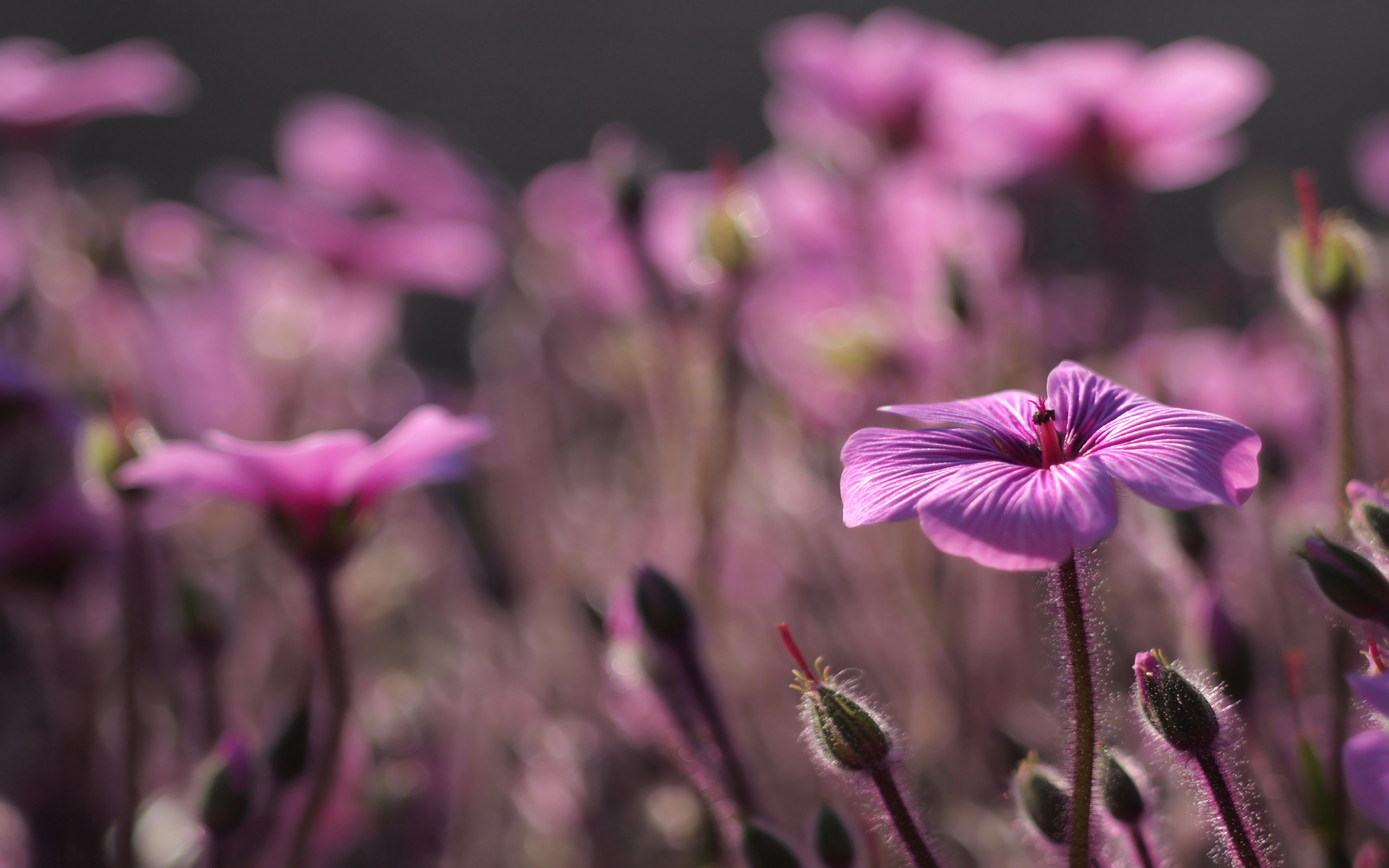 Enter Image Description Here - Flora De San Antonio - HD Wallpaper 