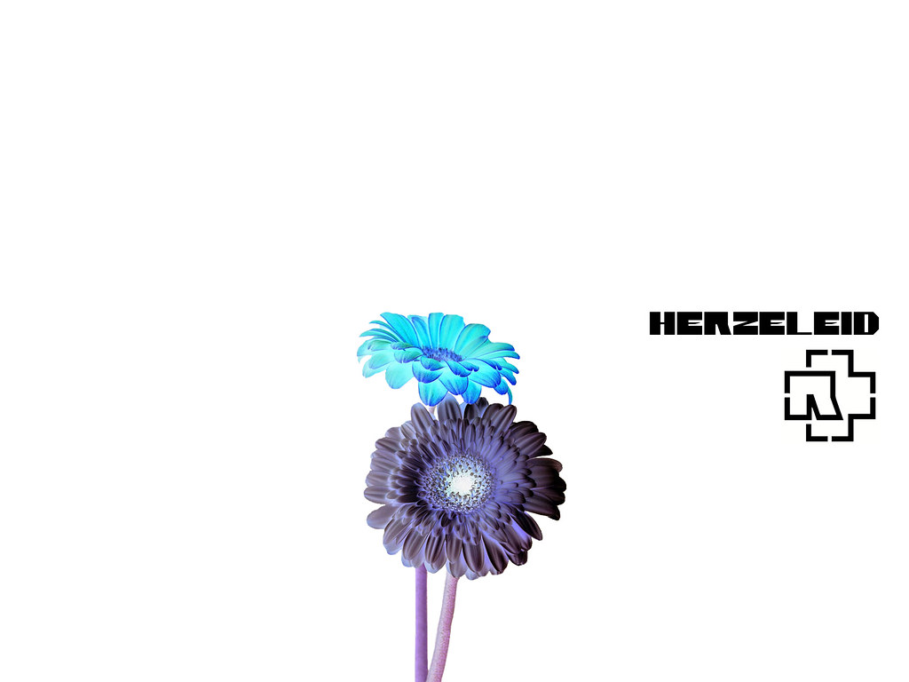 Barberton Daisy - HD Wallpaper 