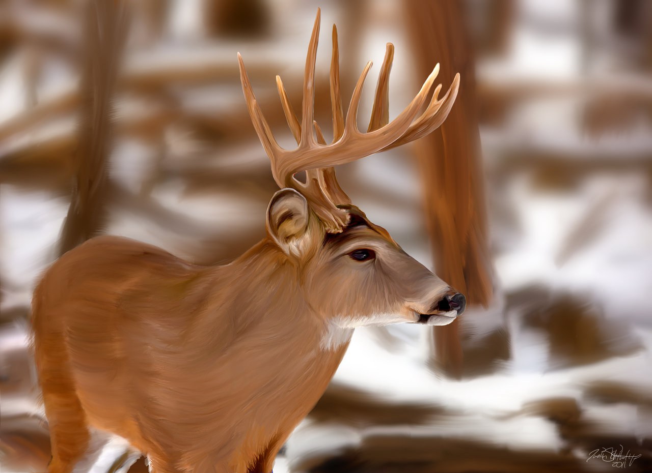 Monster Whitetail Deer Buck Monster Whitetail, Buck - Whitetail Wallpaper Big Bucks - HD Wallpaper 