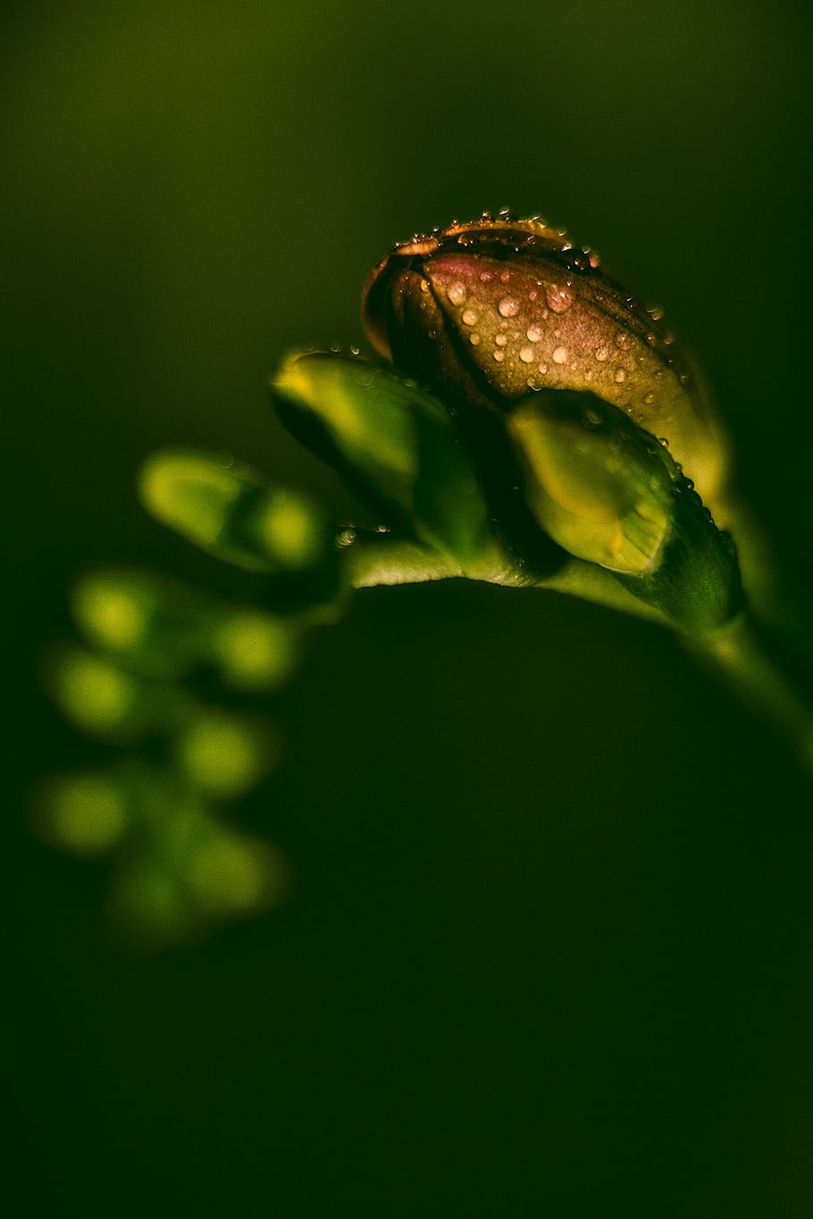 Sia, Flower, Macro, Plant, Nature, Summer Flowers, - Macro Photography - HD Wallpaper 