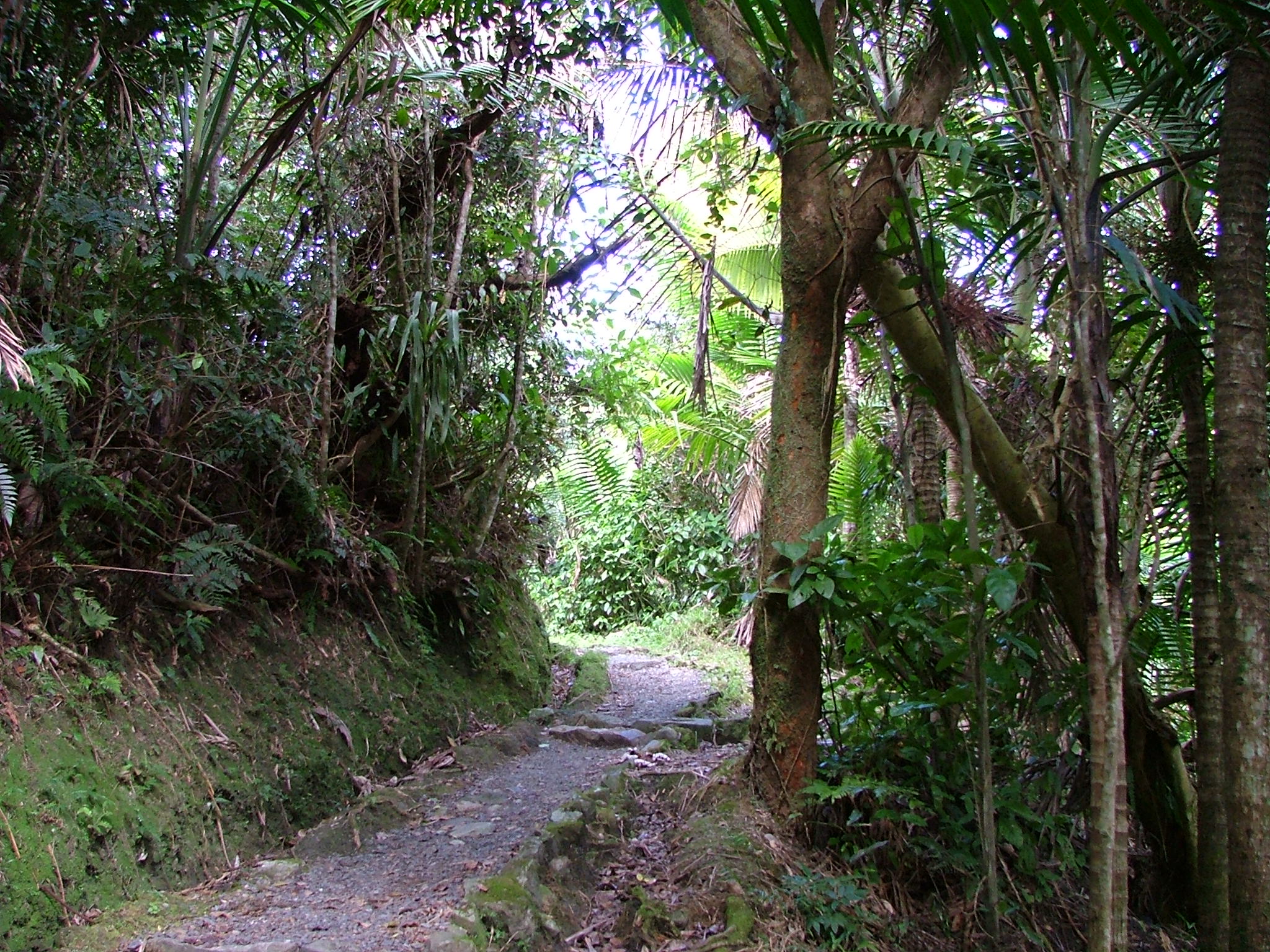 A Member Of Abovetopsecret - Aliens In El Yunque - HD Wallpaper 