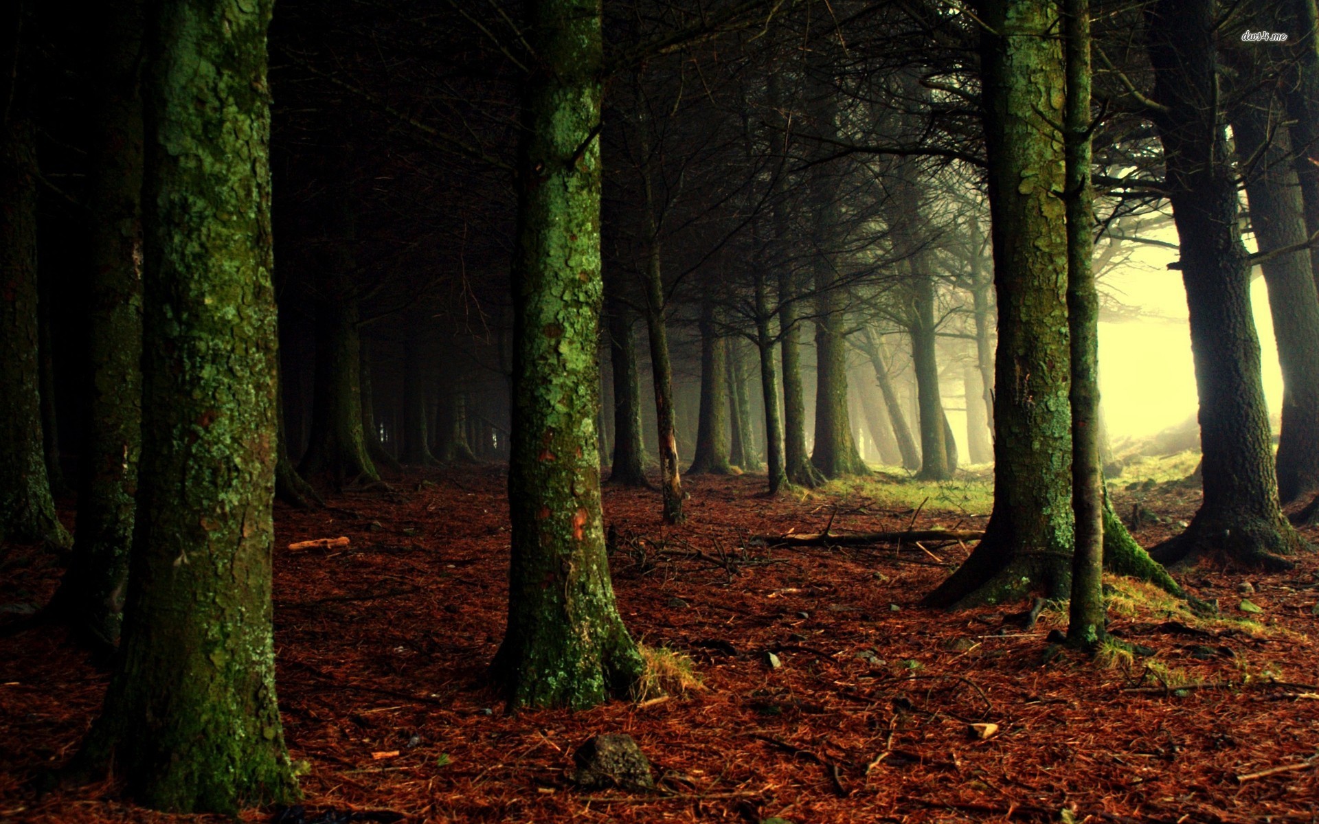 Dark Wood Horizontal Cell Phone Wallpaper Pinterest - Woods With People Hiding - HD Wallpaper 