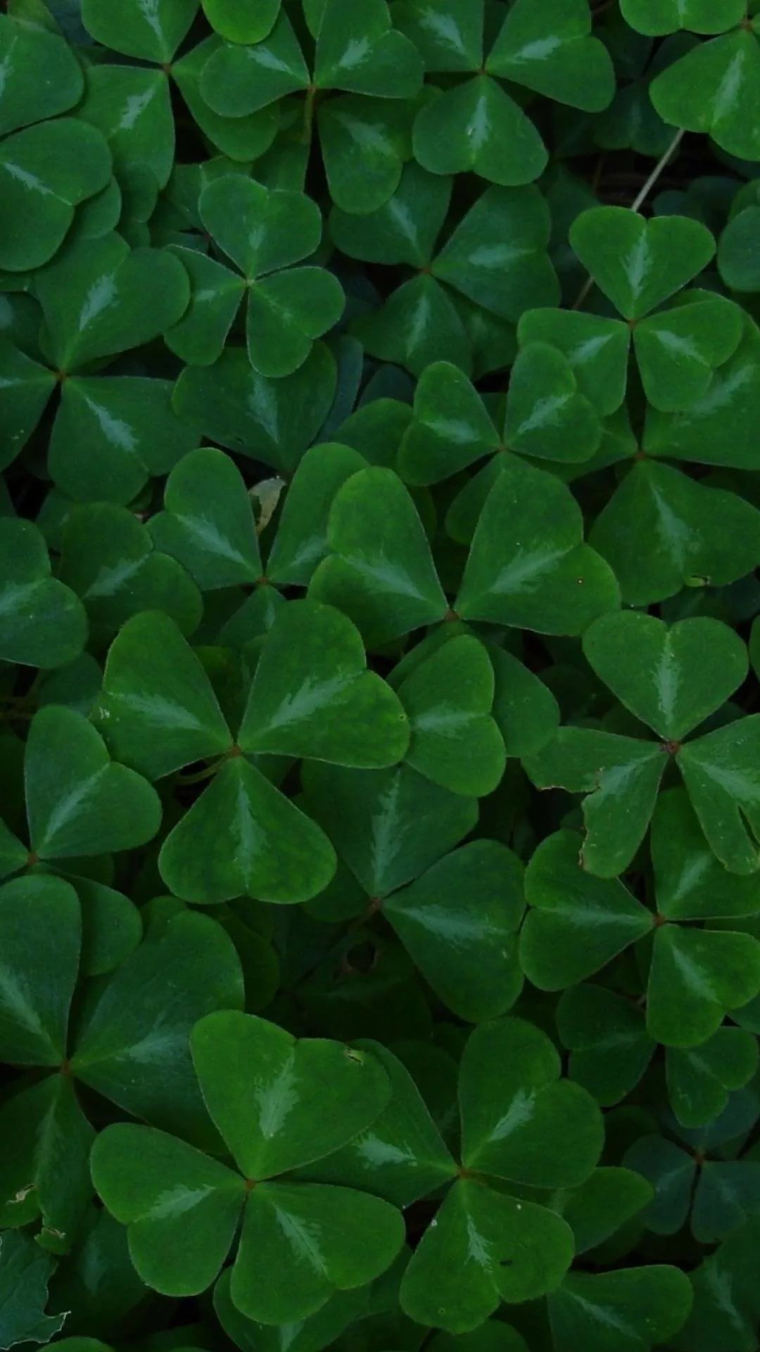 Irish Wallpaper For Android - 2340 X 1080 Clover - HD Wallpaper 