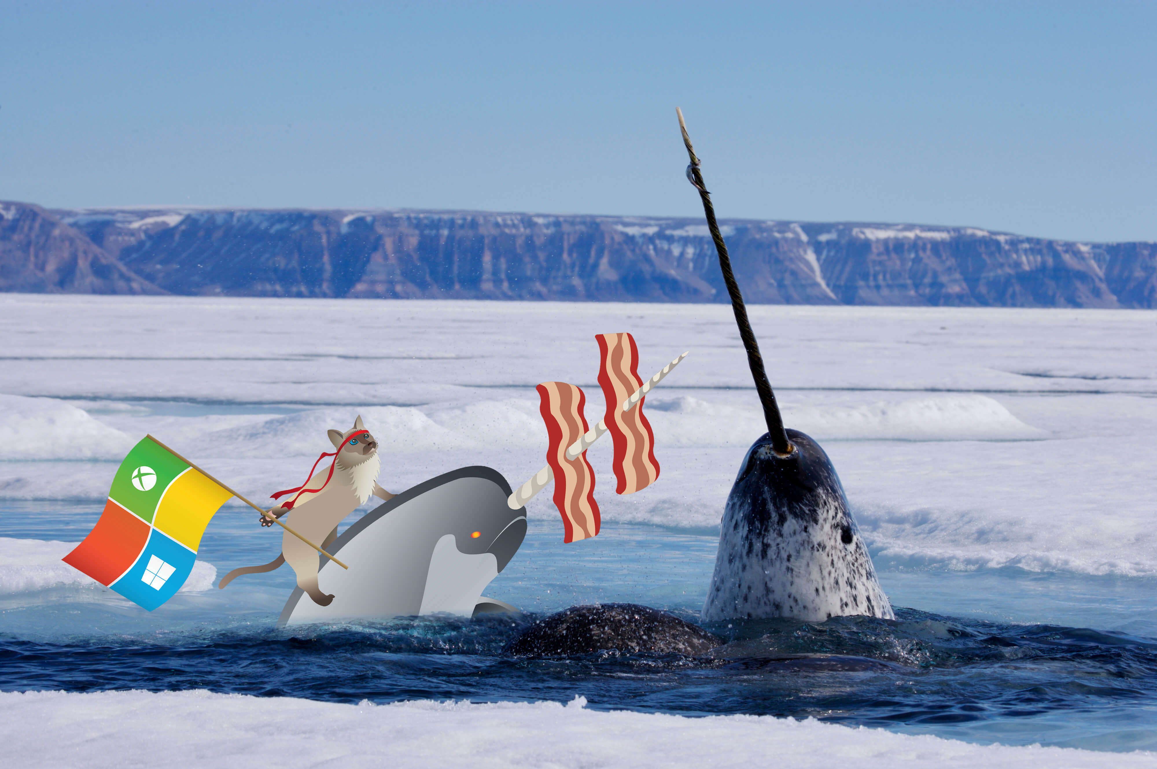 Narwhal Facts - HD Wallpaper 