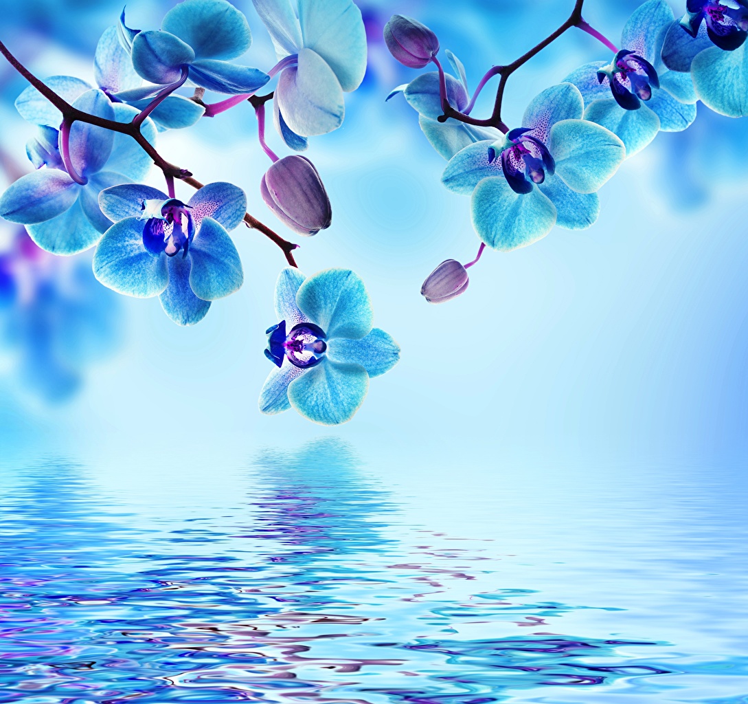 Beautiful Flowers In Water - HD Wallpaper 