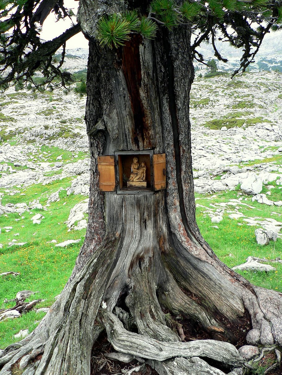 Steinernes Meer, Tree, Austria, Jesus, Altar, Wood, - Altar En Un Arbol - HD Wallpaper 