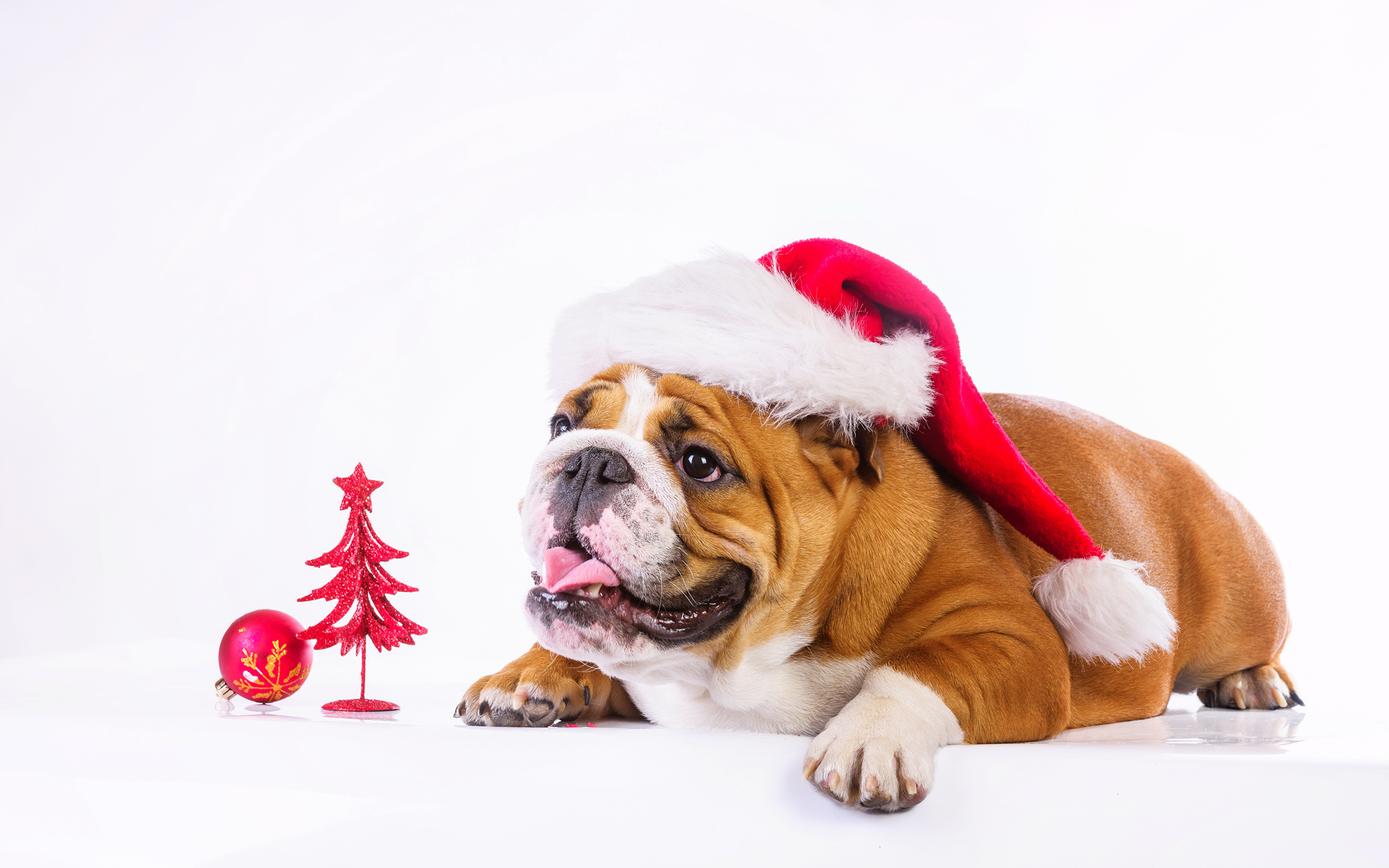 Christmas Bulldog Background - HD Wallpaper 
