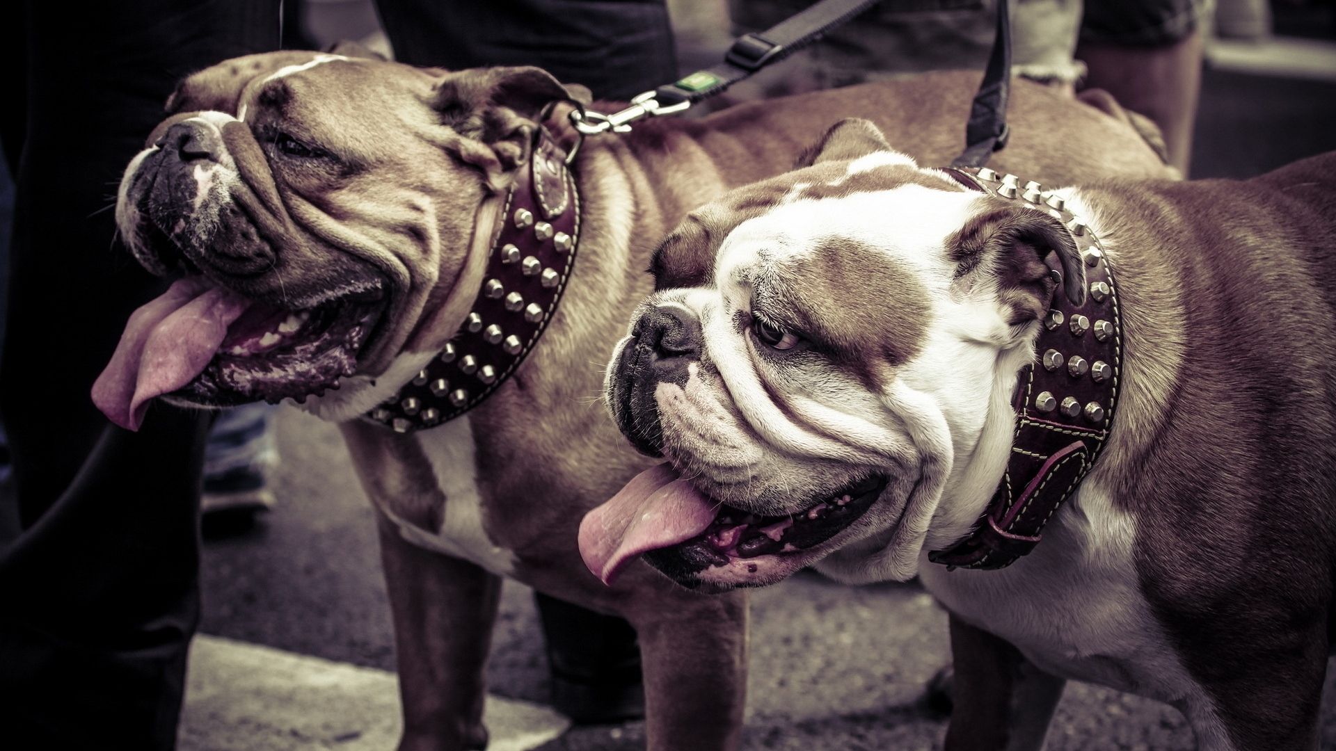 English Bulldogs With A Collar - HD Wallpaper 