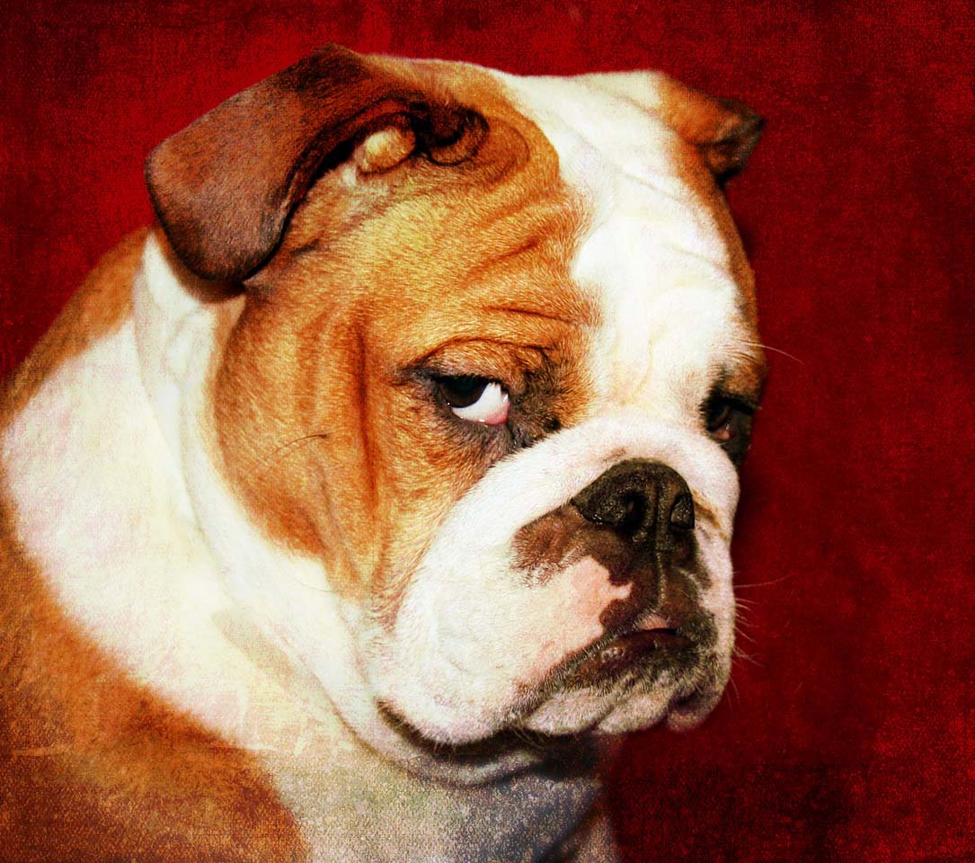 Worst Bulldog - HD Wallpaper 