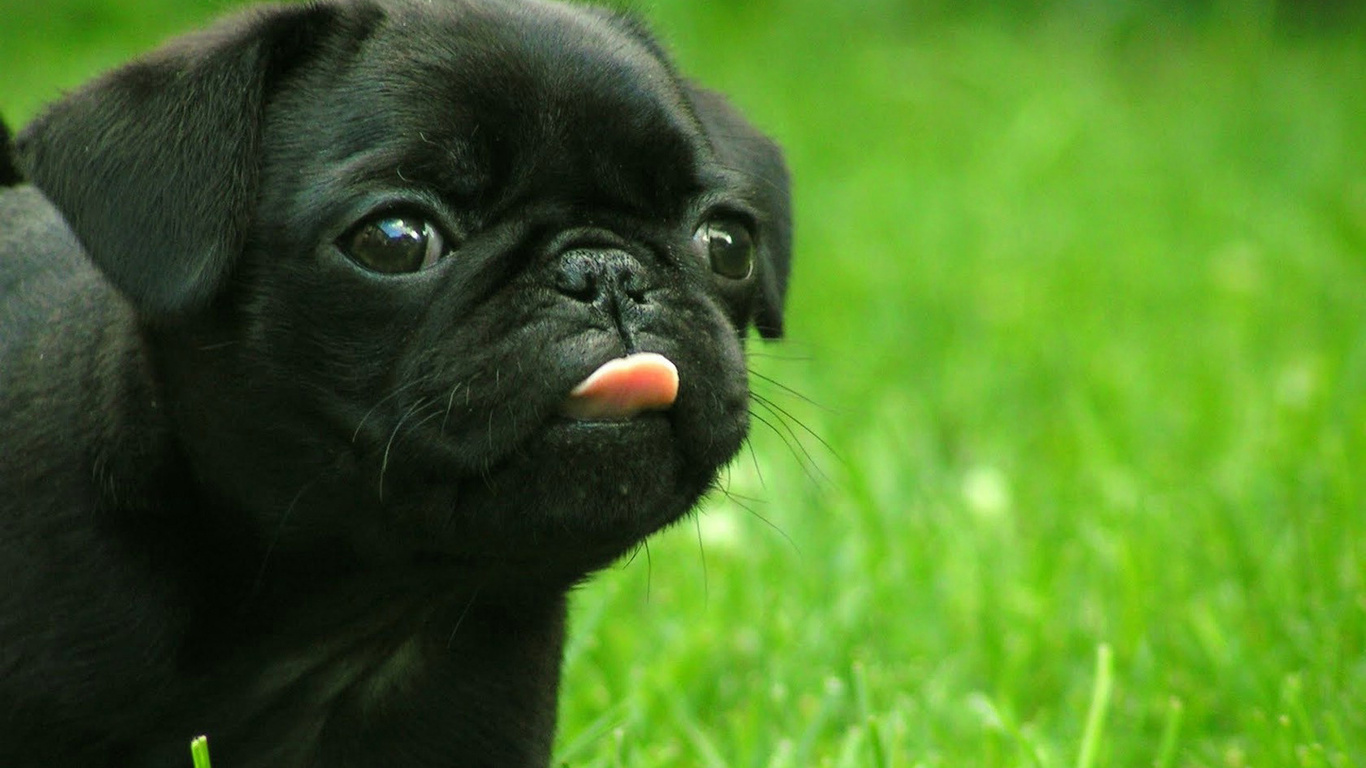 French Bulldog Puppy Wallpaper Pic Hwb15892 - HD Wallpaper 
