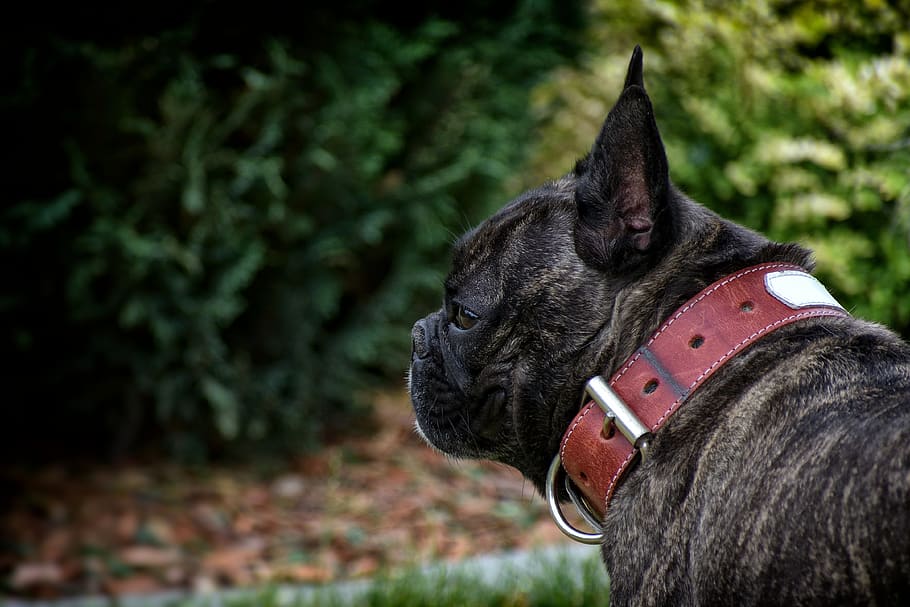 French Bulldog, Animal, Pet, Breed, Frenchie, Fun, - HD Wallpaper 
