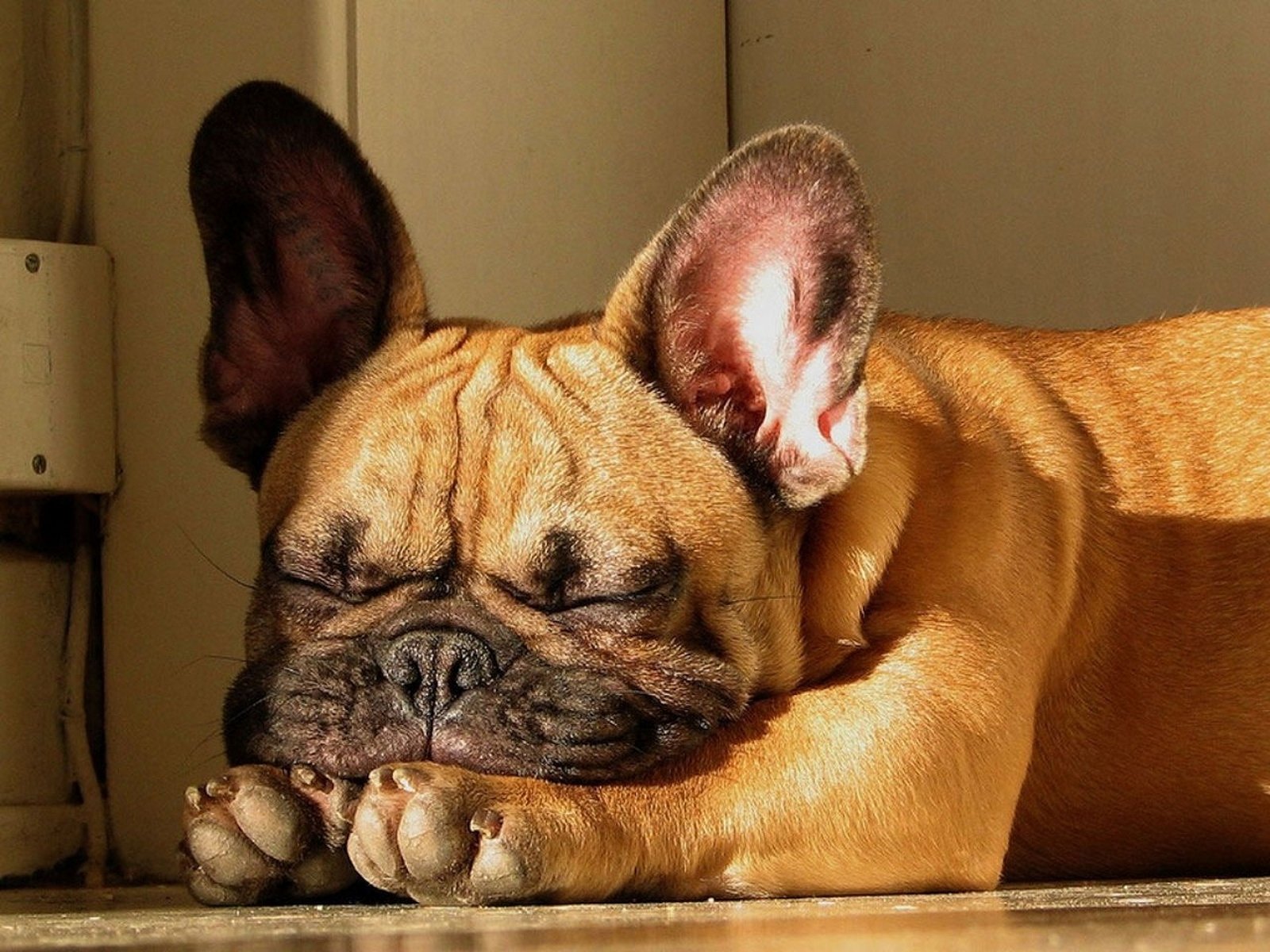 Desktop French Bulldog Wallpaper Hd - HD Wallpaper 
