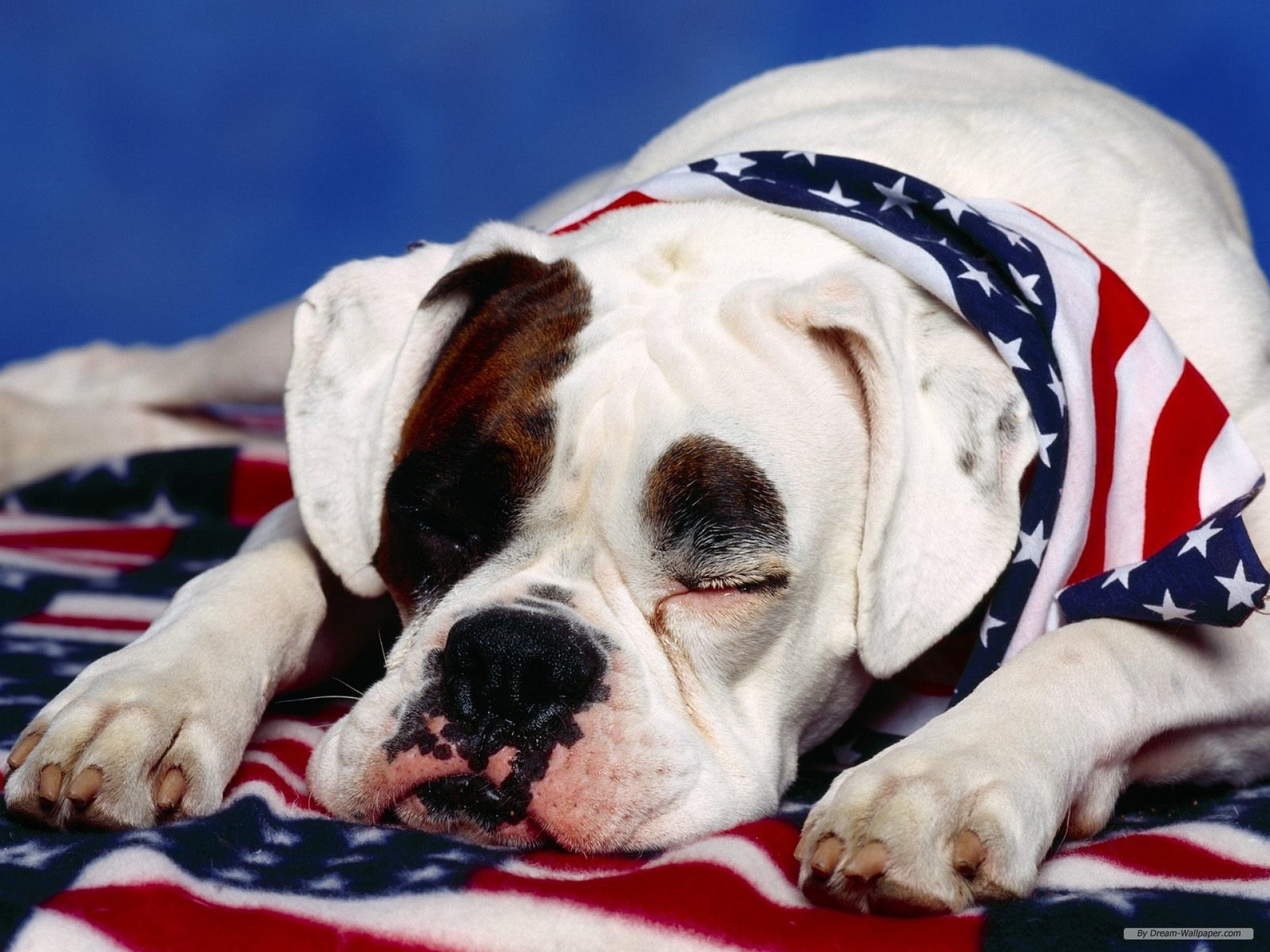Free Animal Wallpaper - Boxer Dog With American Flag - HD Wallpaper 